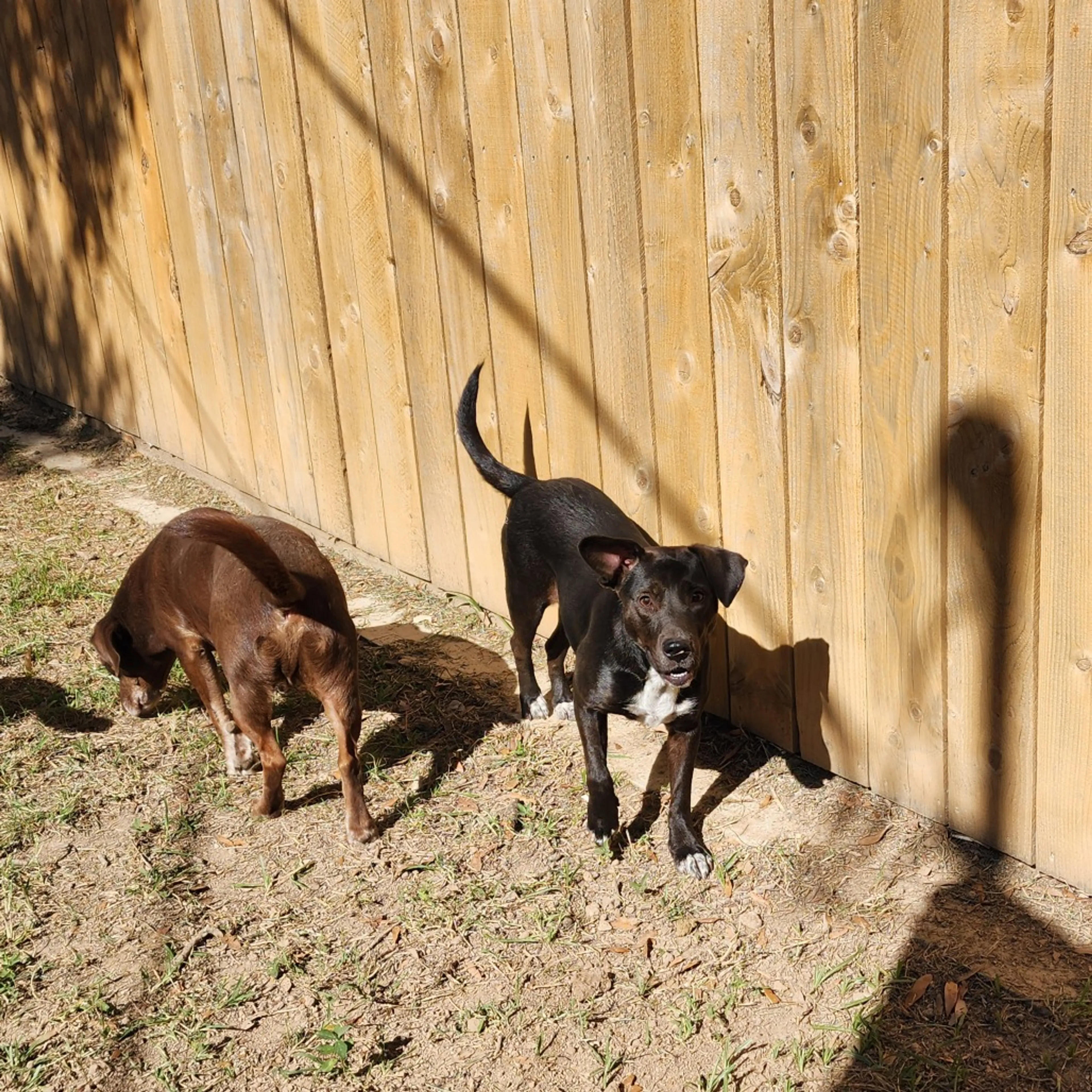 Found pet-5