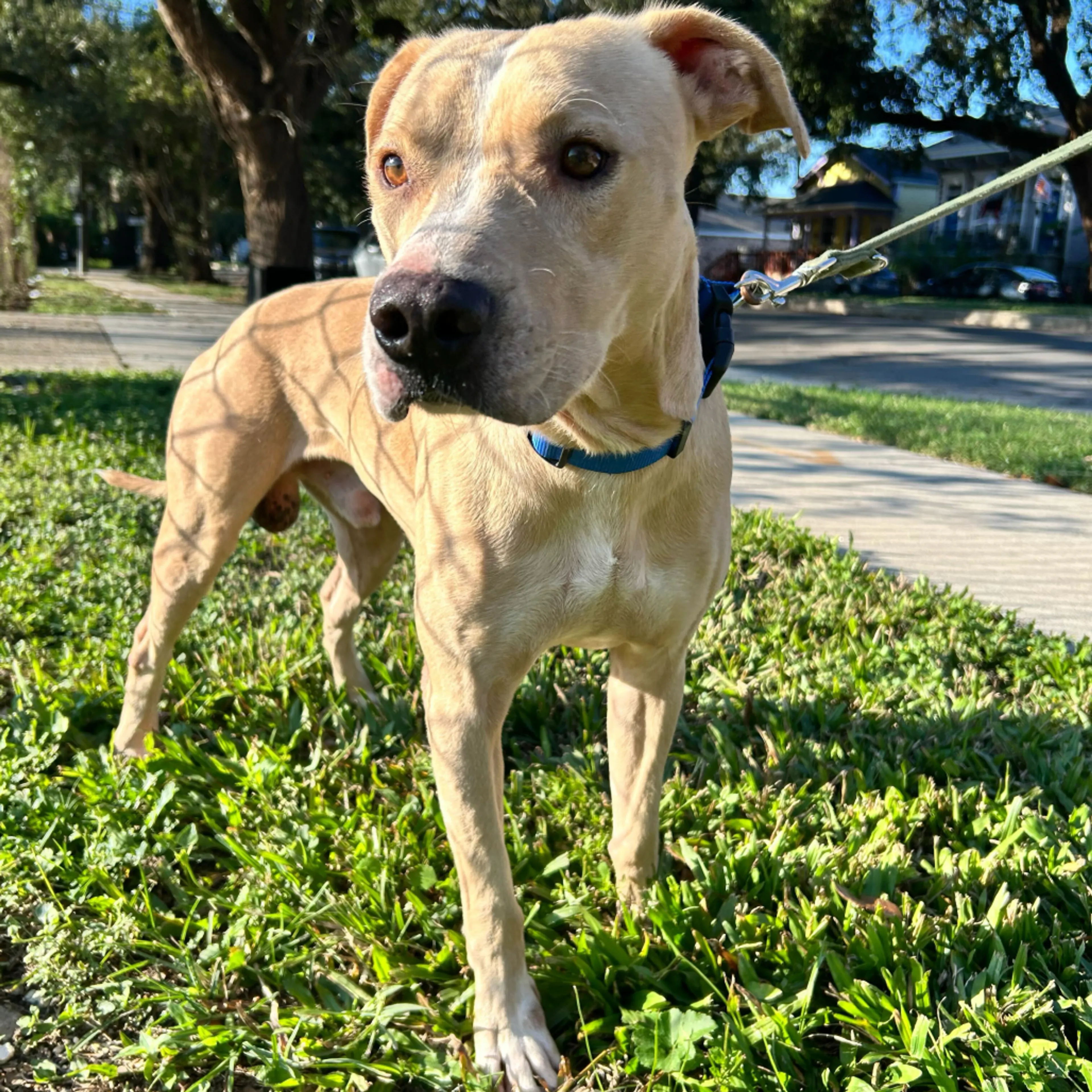 Found pet-6