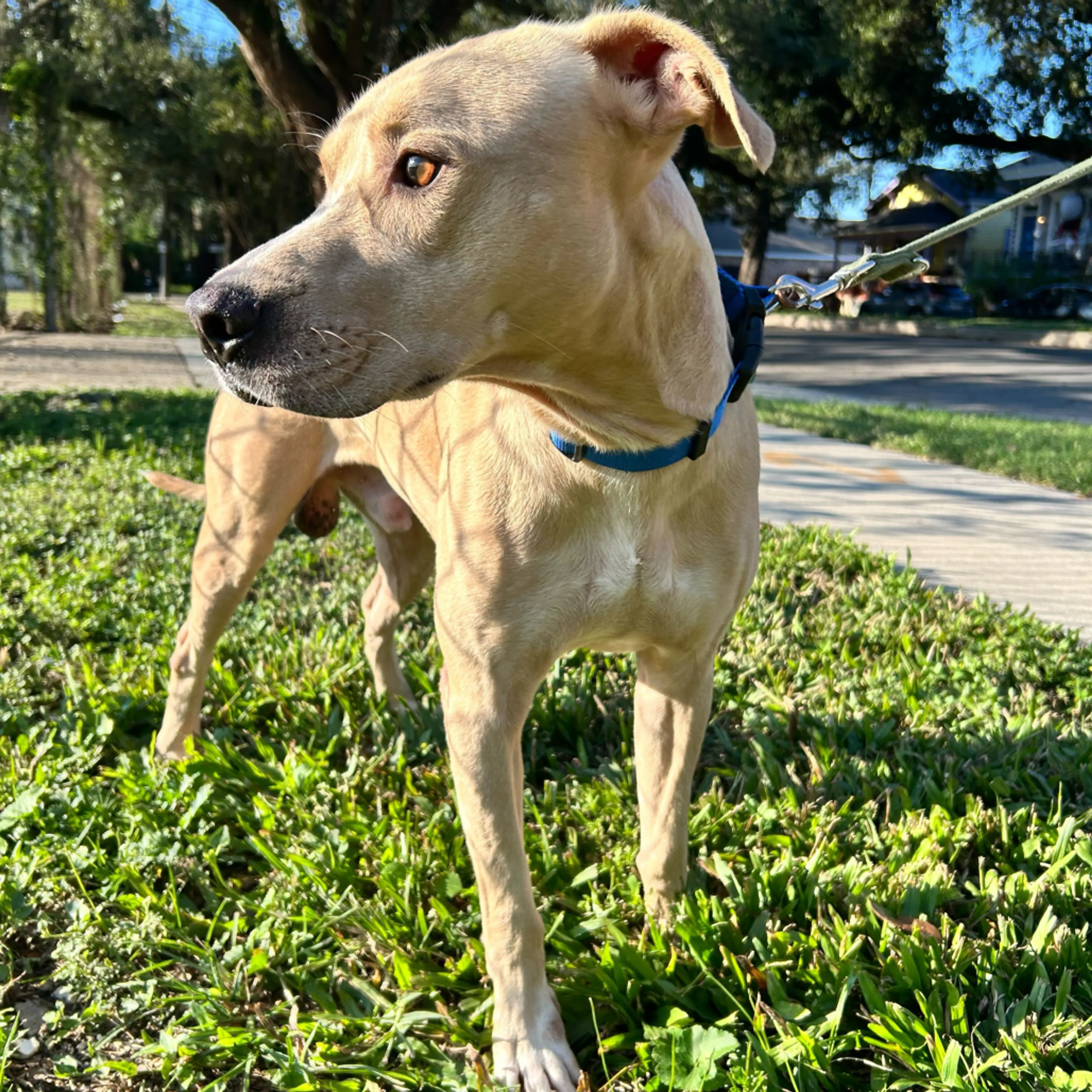 Found pet-8