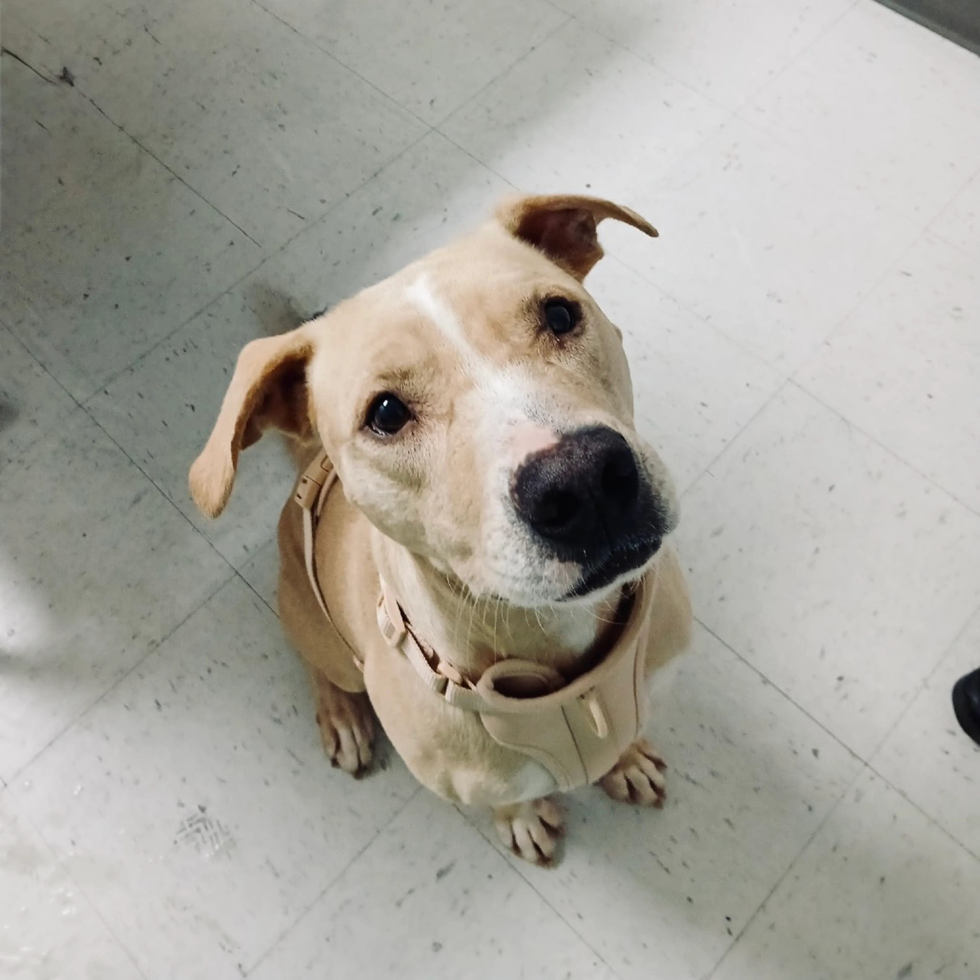Found pet-9