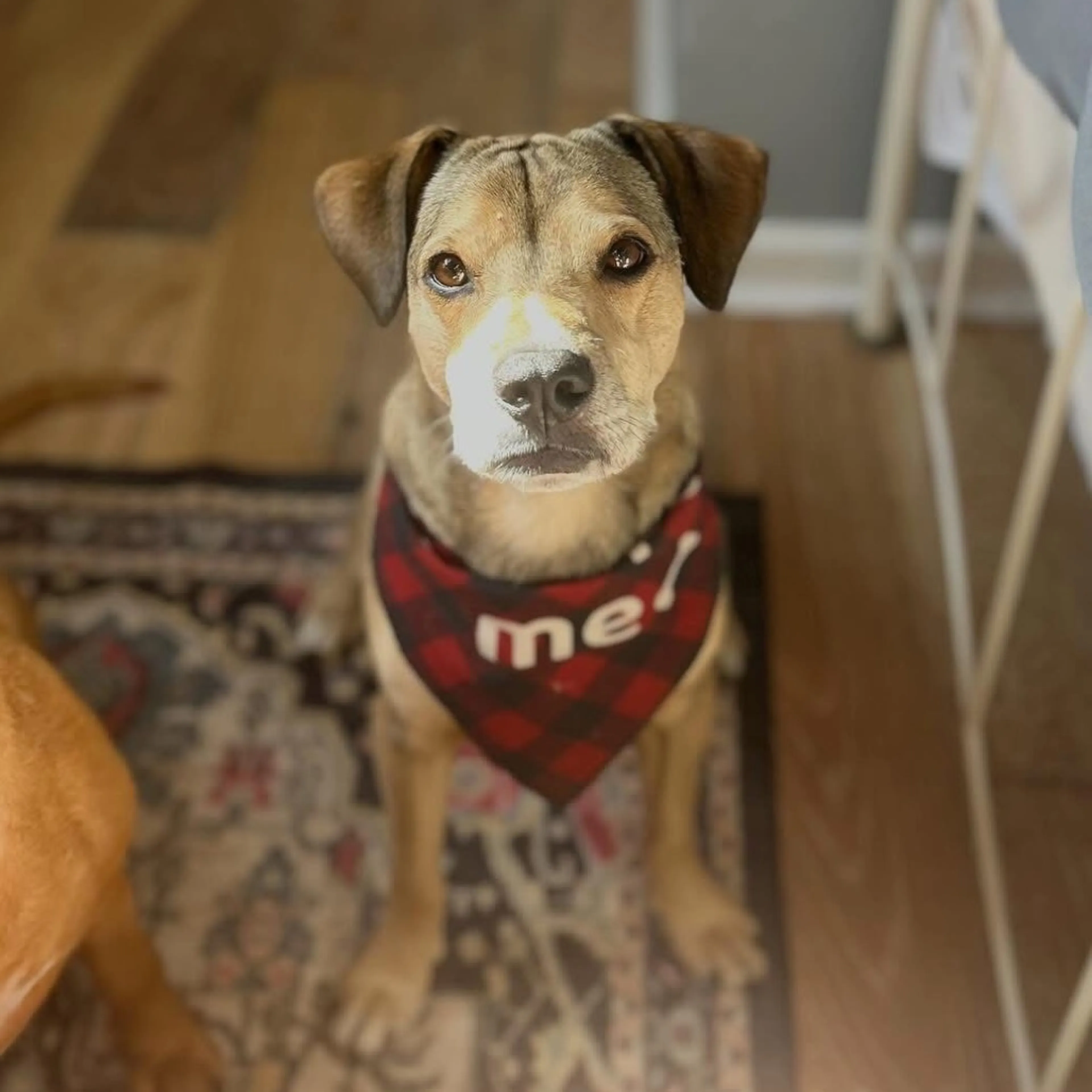 Found pet-3