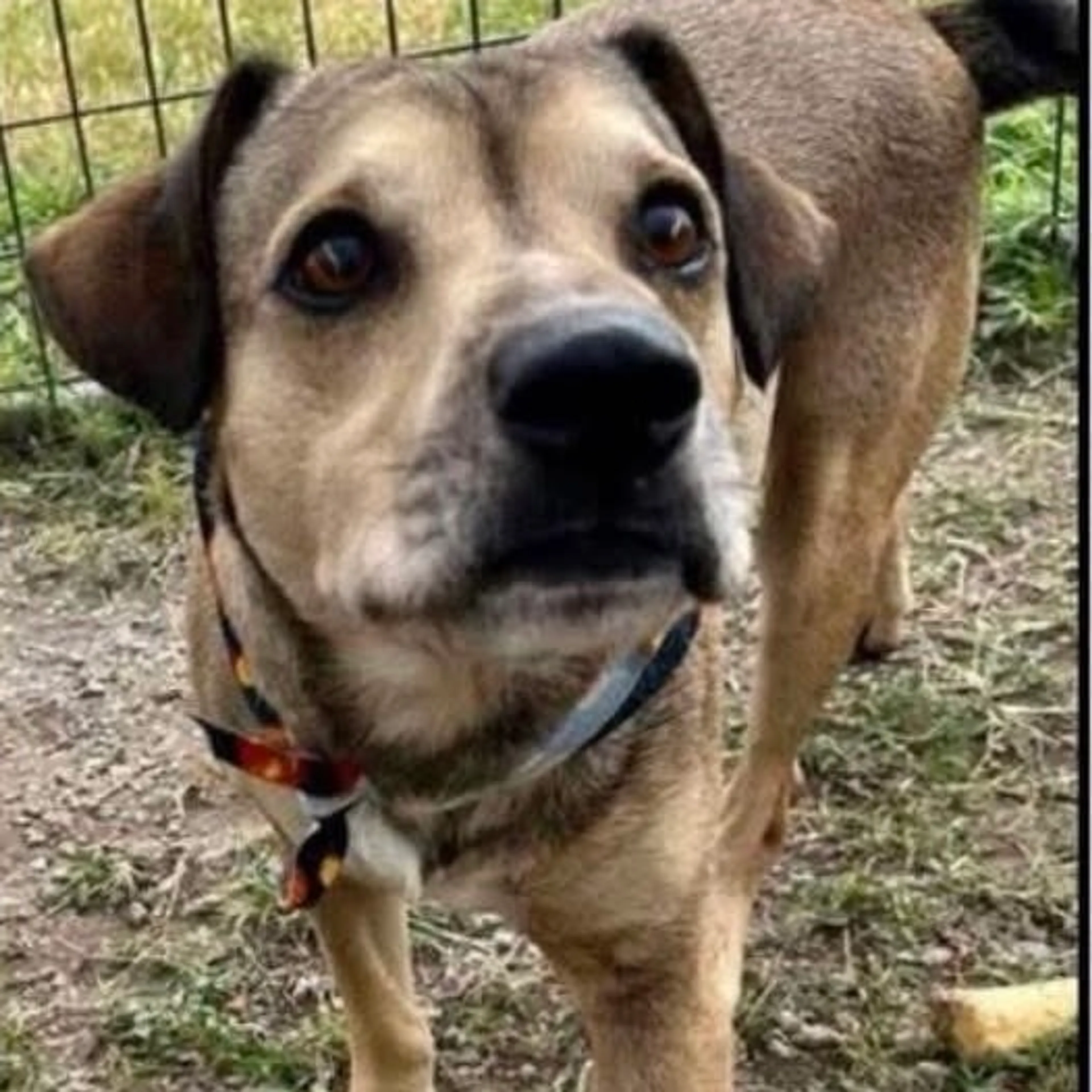 Found pet-8