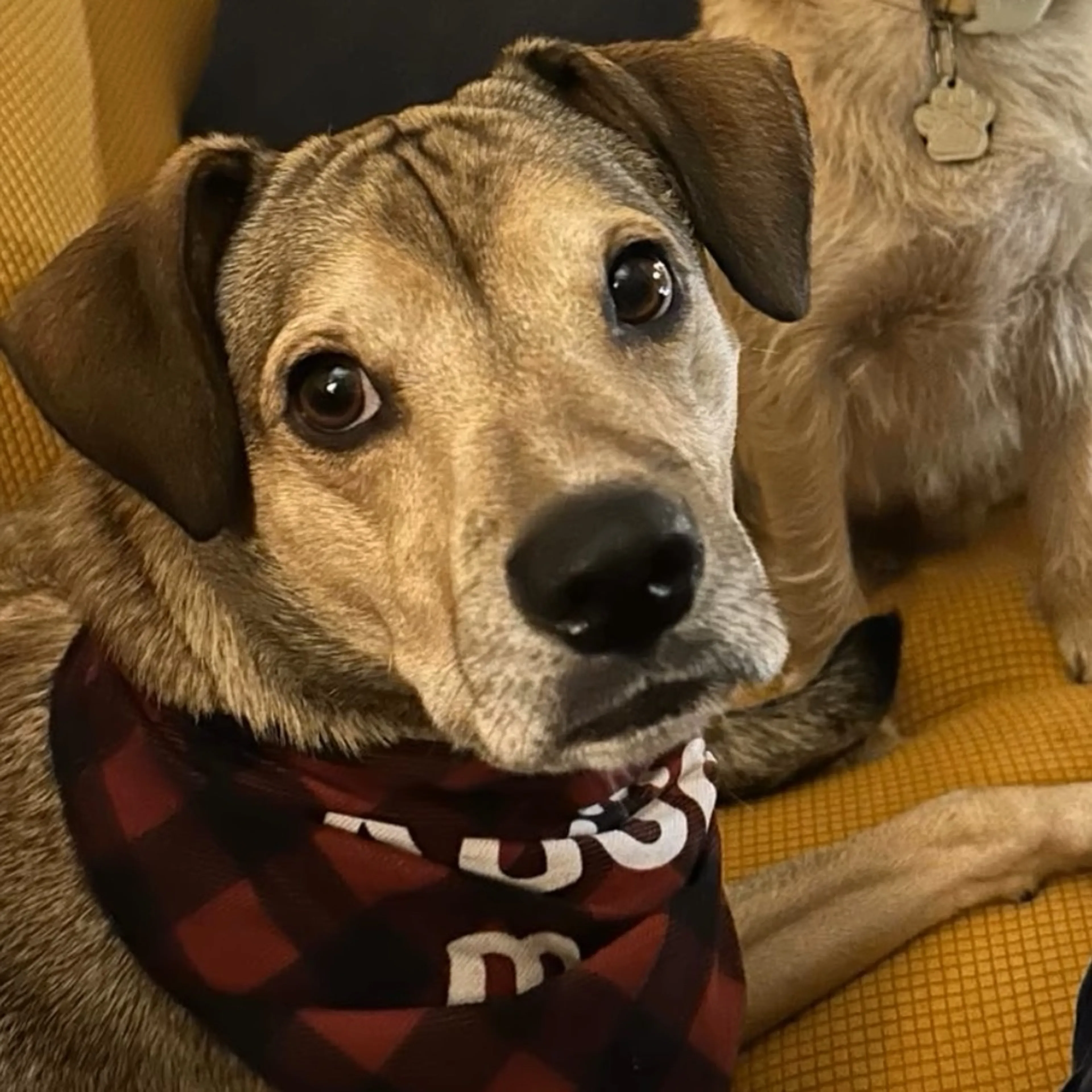 Found pet-1