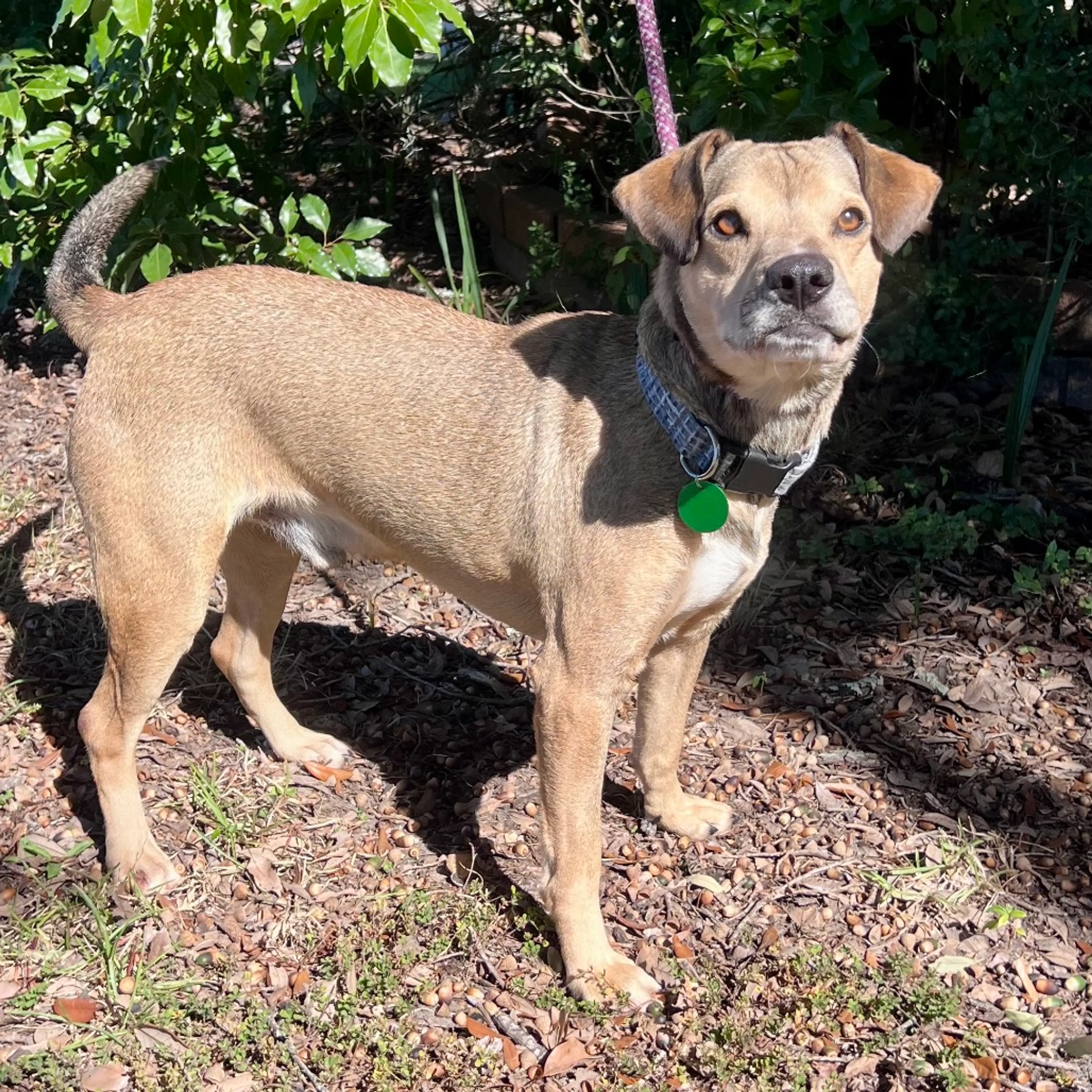 Found pet-9