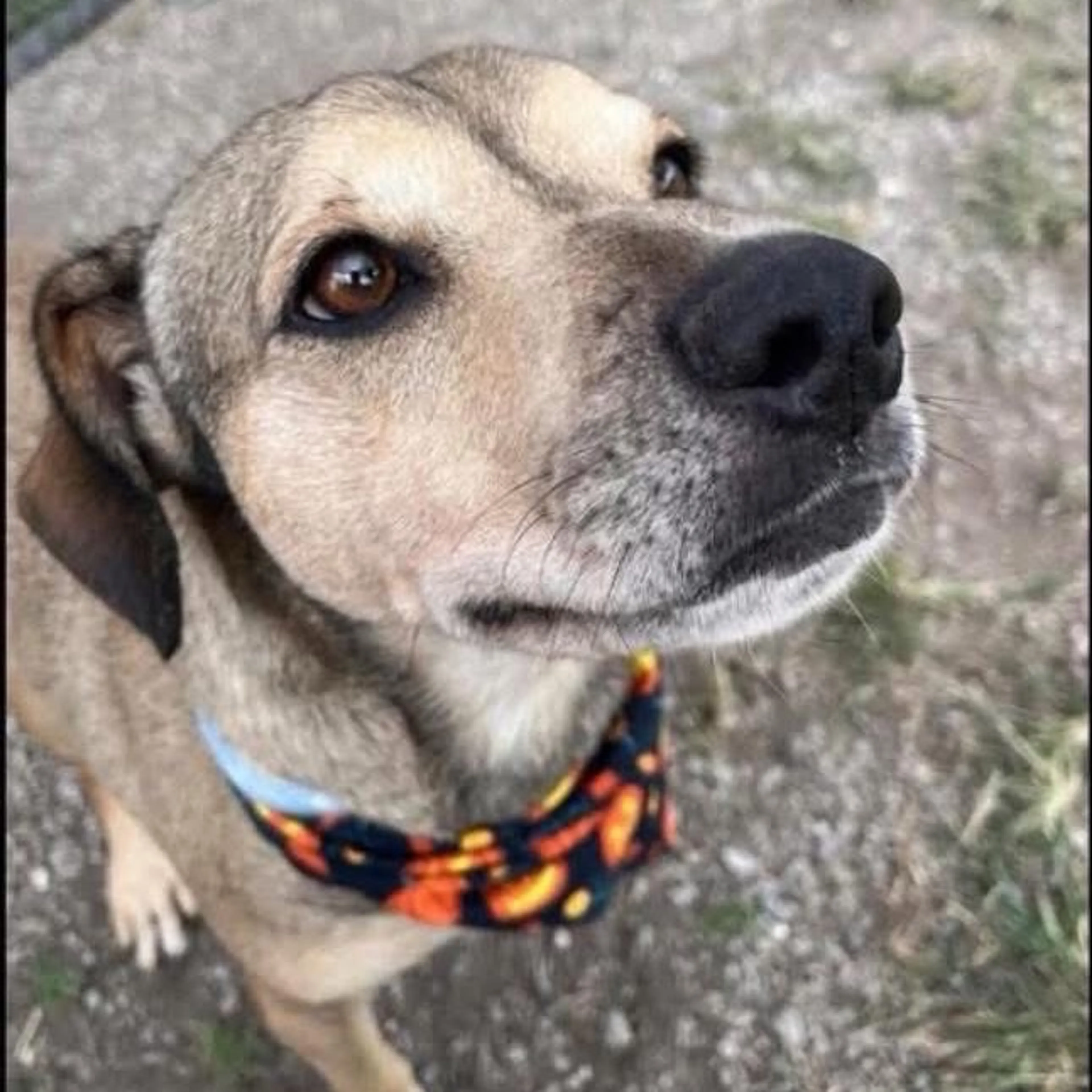 Found pet-5