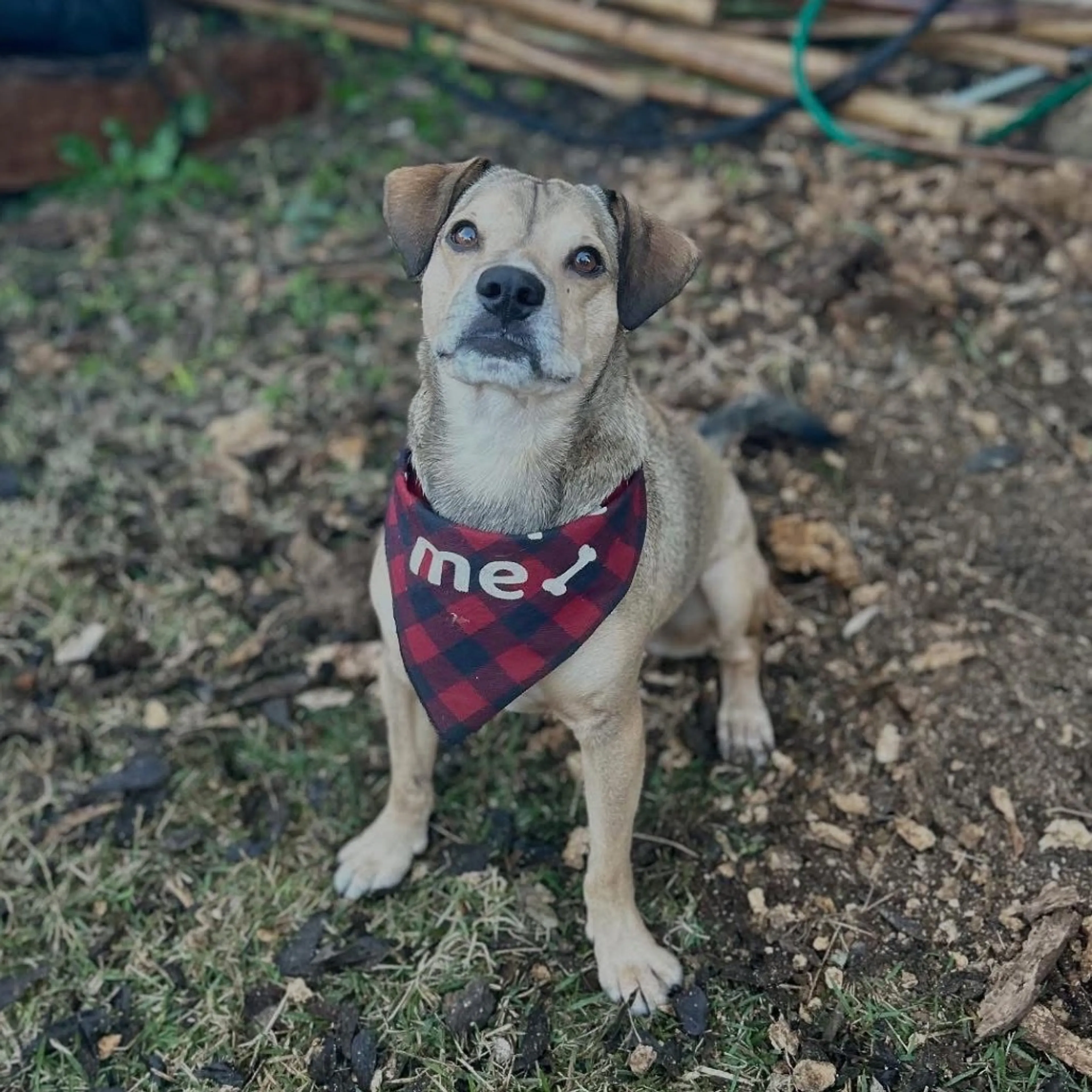 Found pet-2