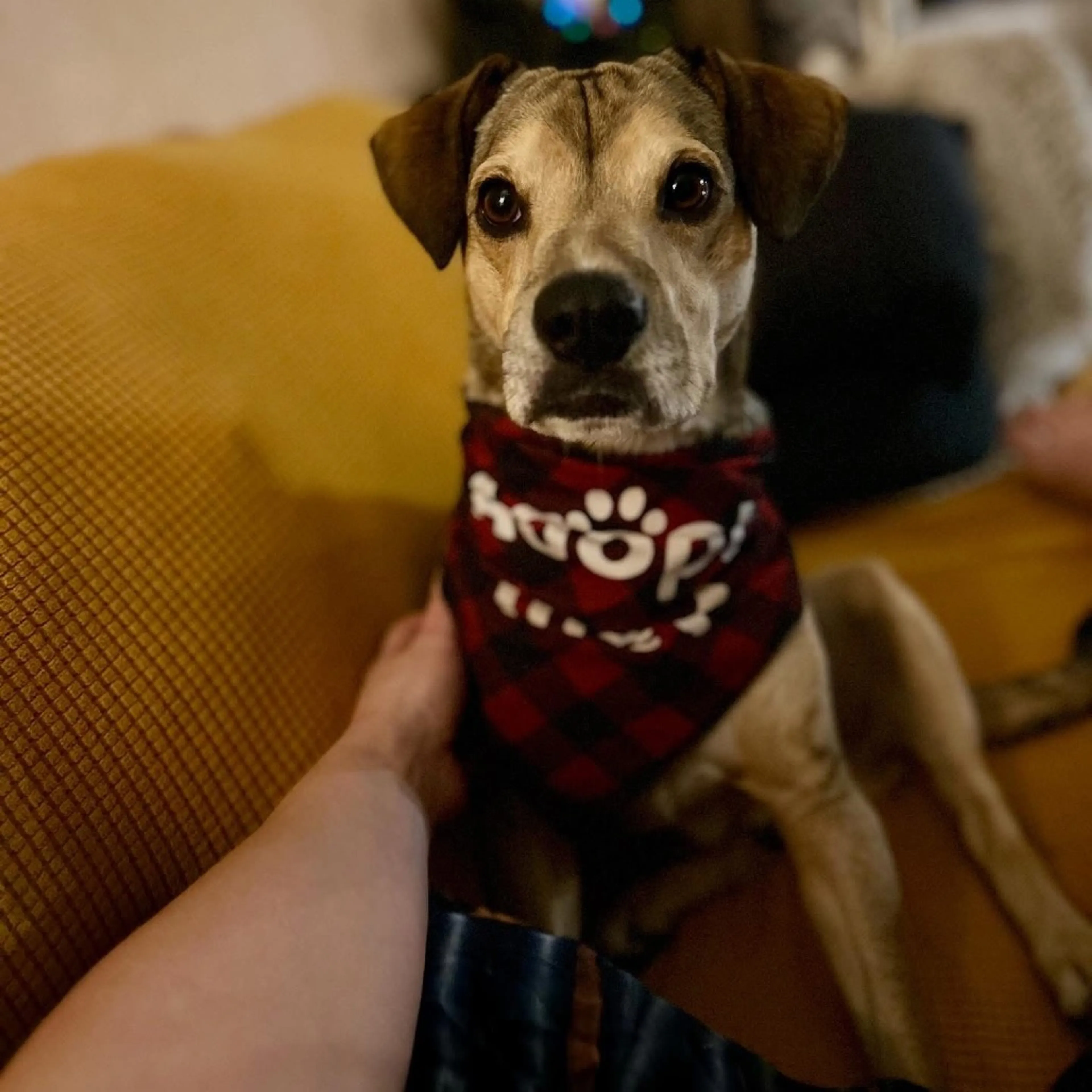 Found pet-7