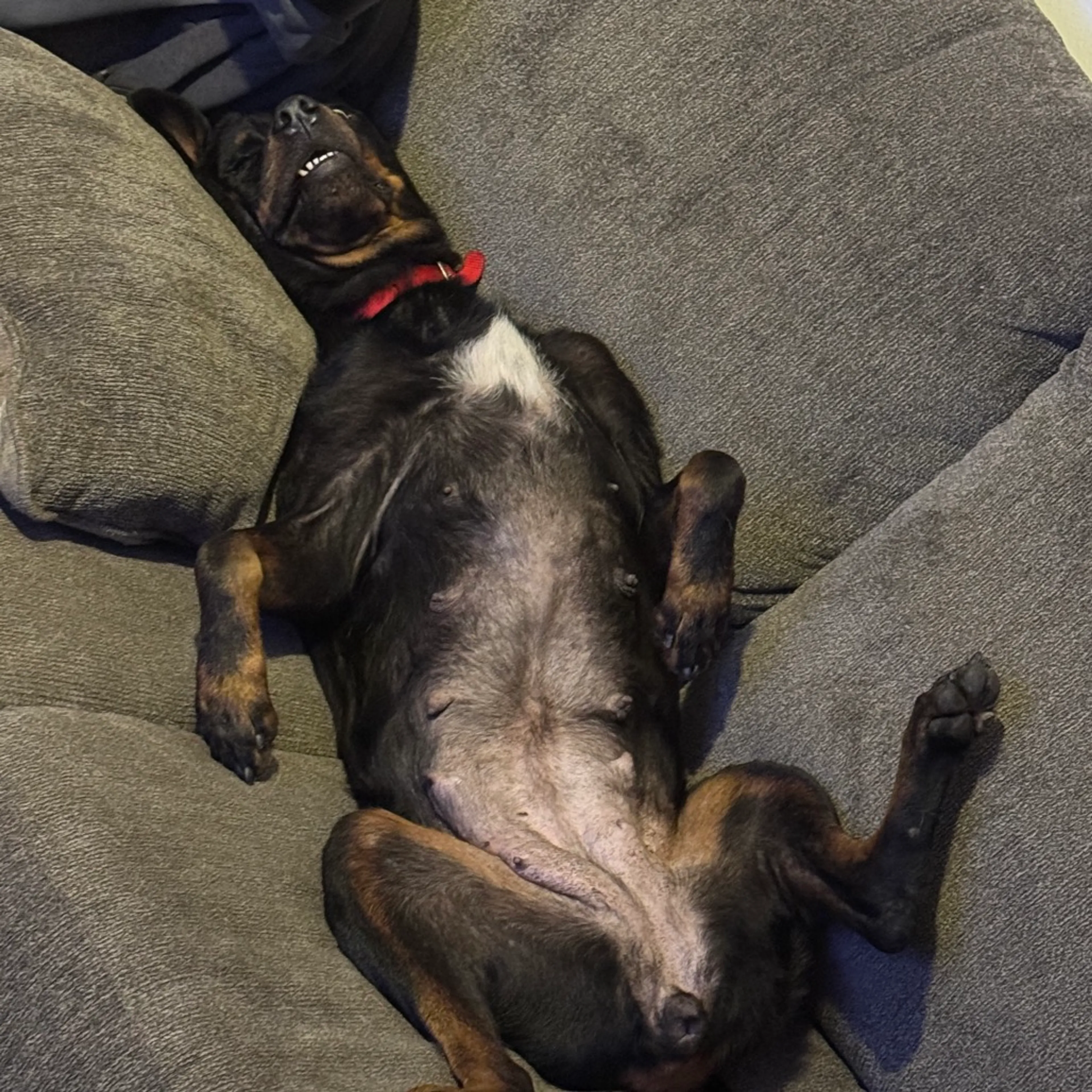 Found pet-3