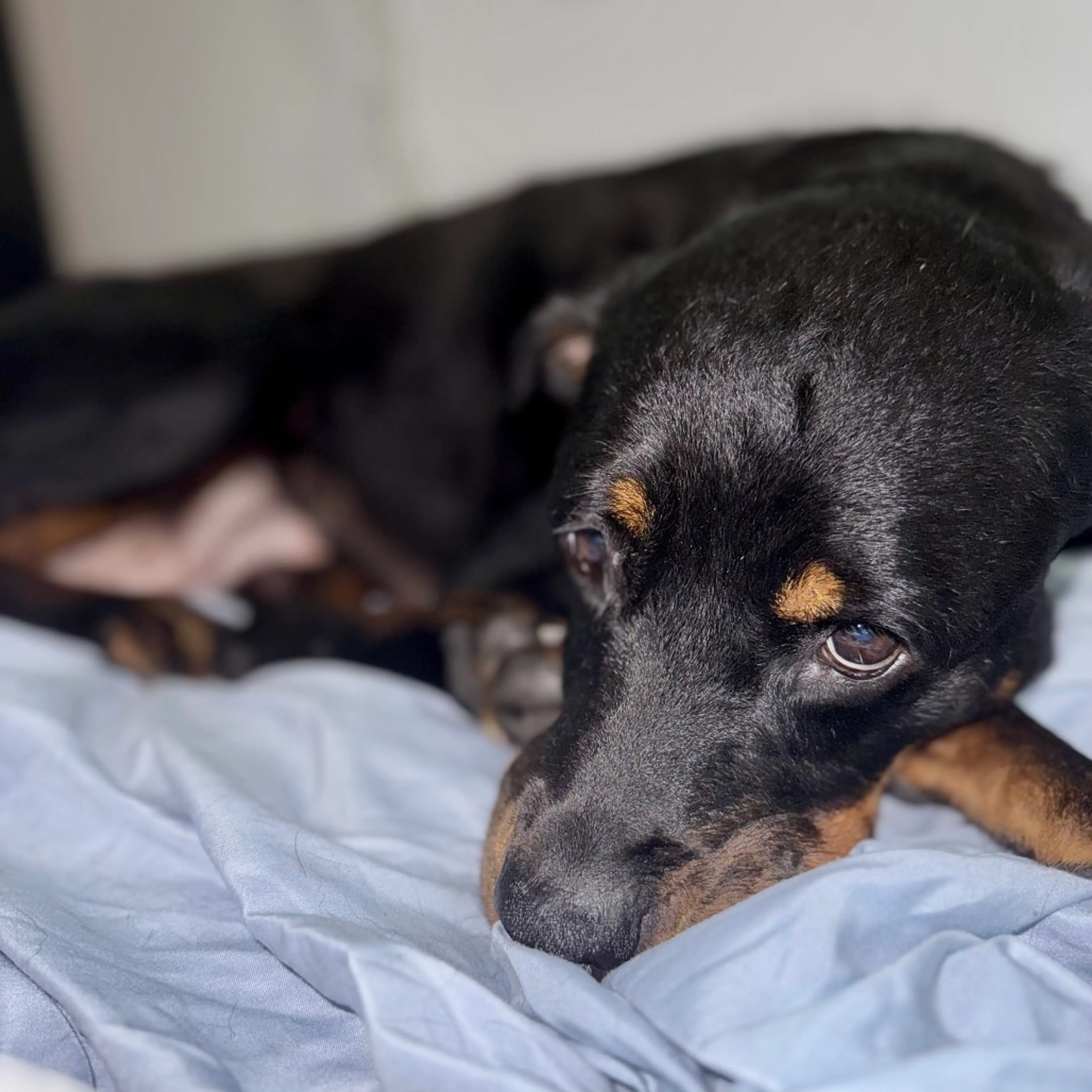 Found pet-4