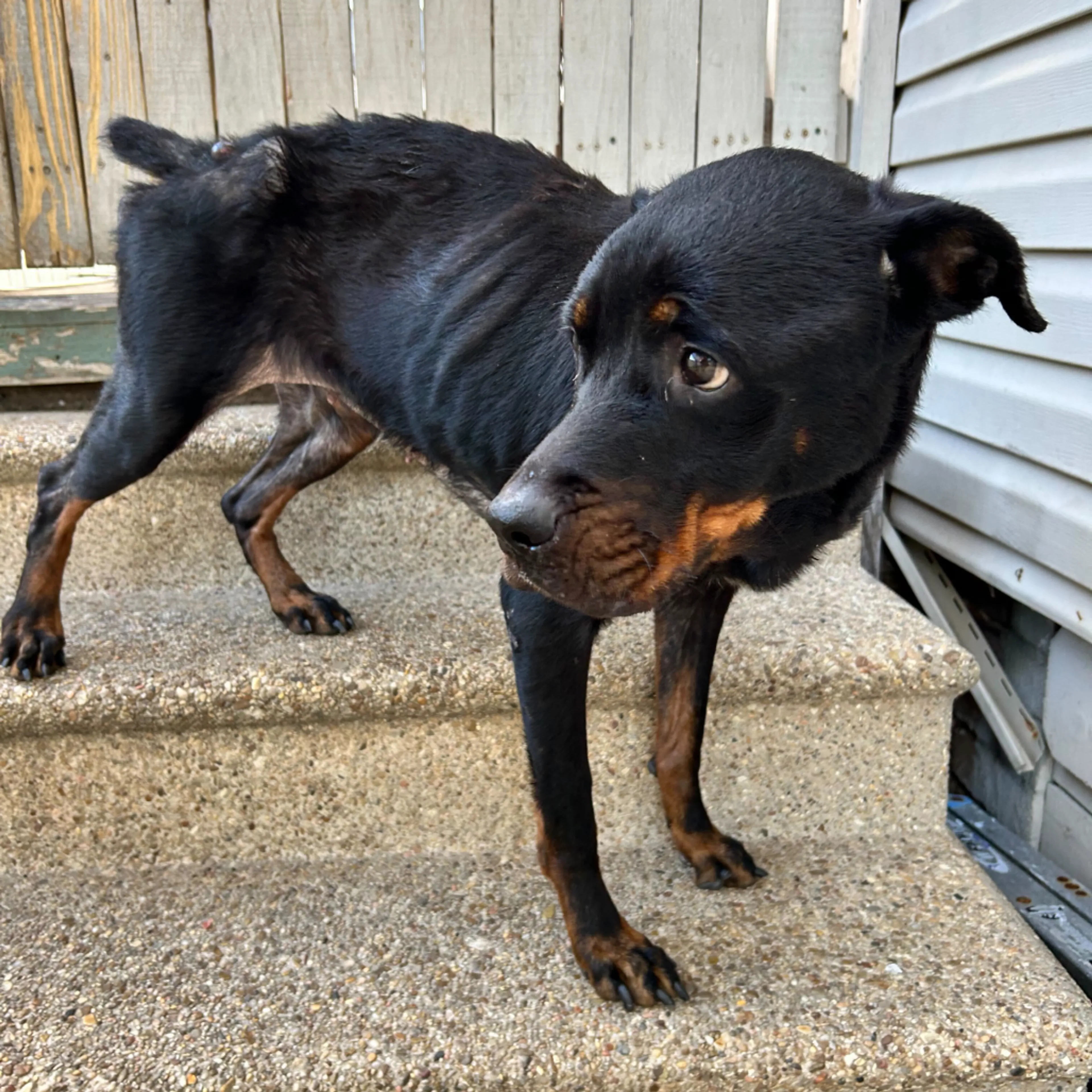 Found pet-11