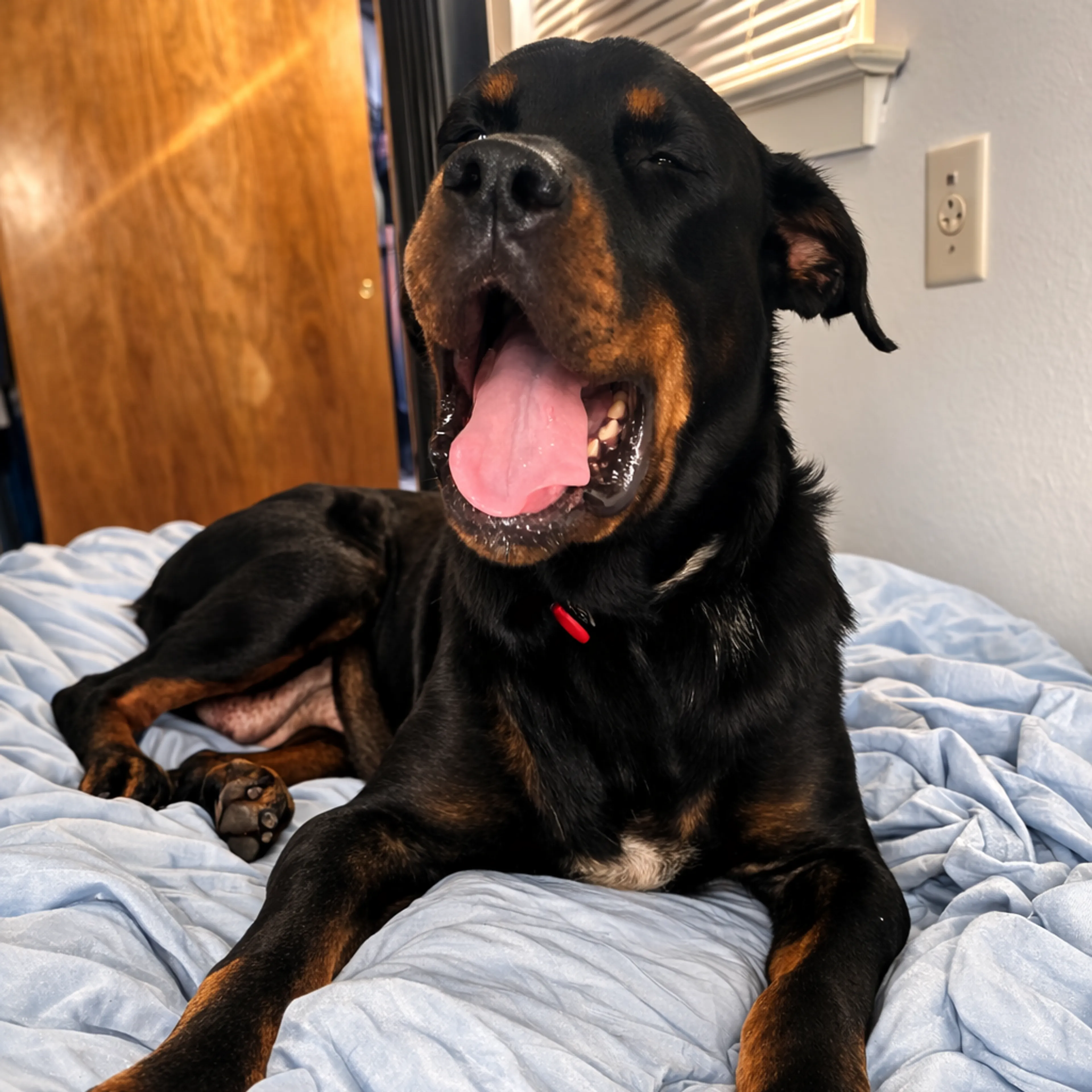 Found pet-5