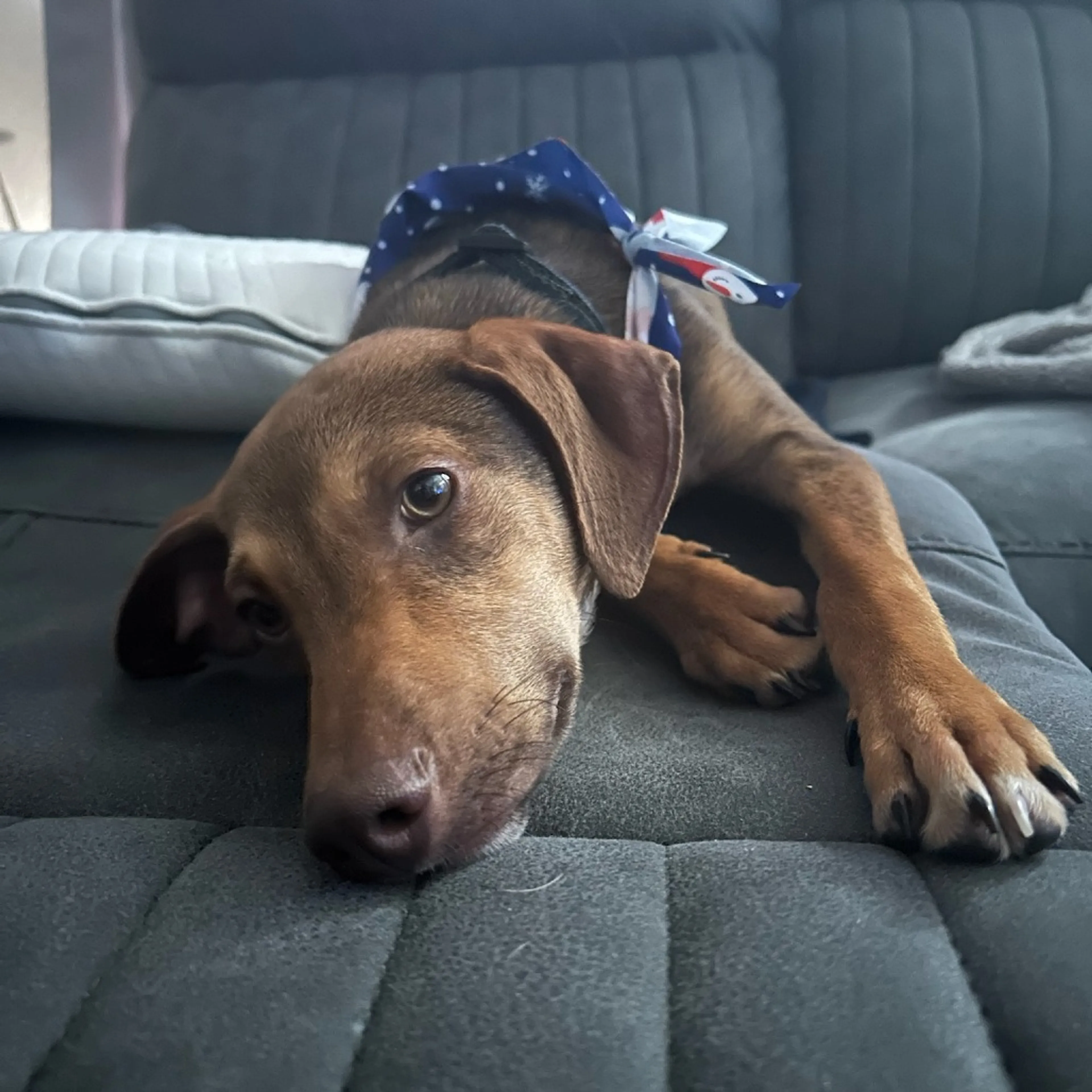 Found pet-2