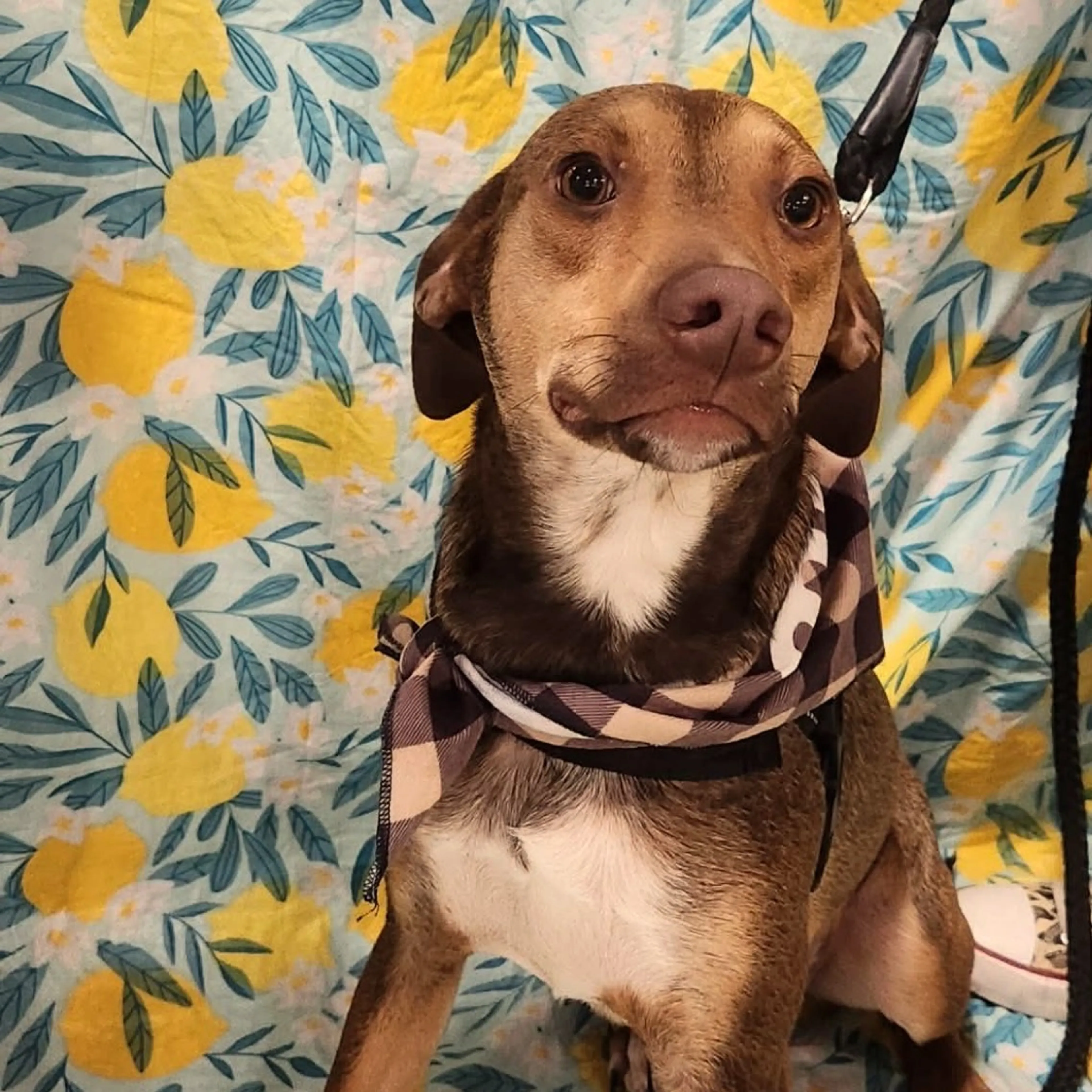 Found pet-5