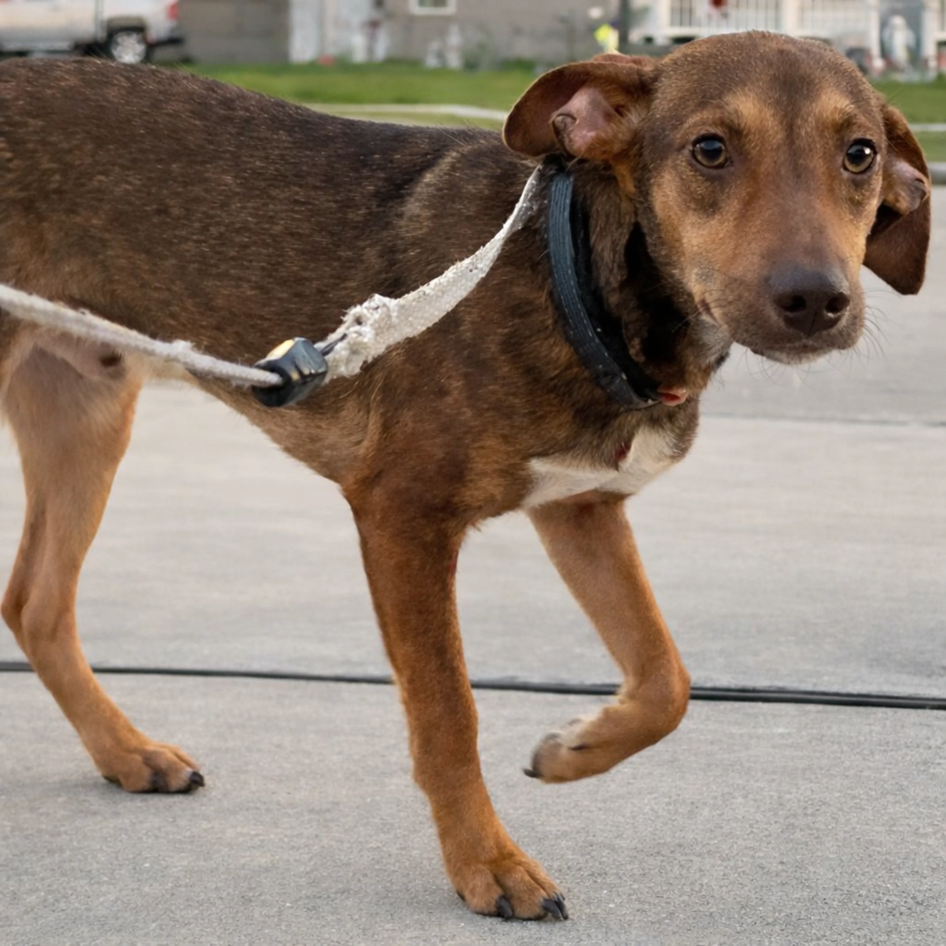 Found pet-3