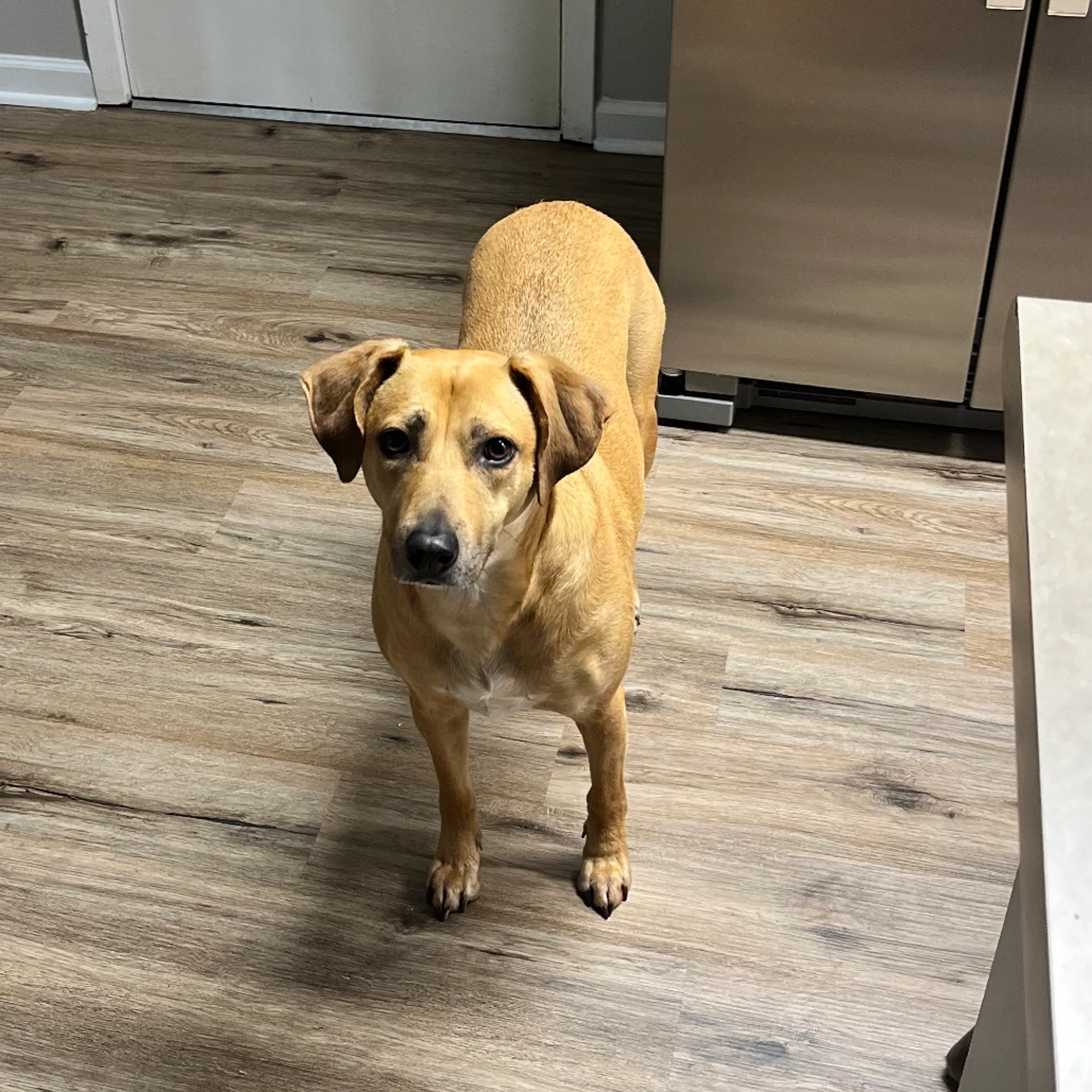 Found pet-2