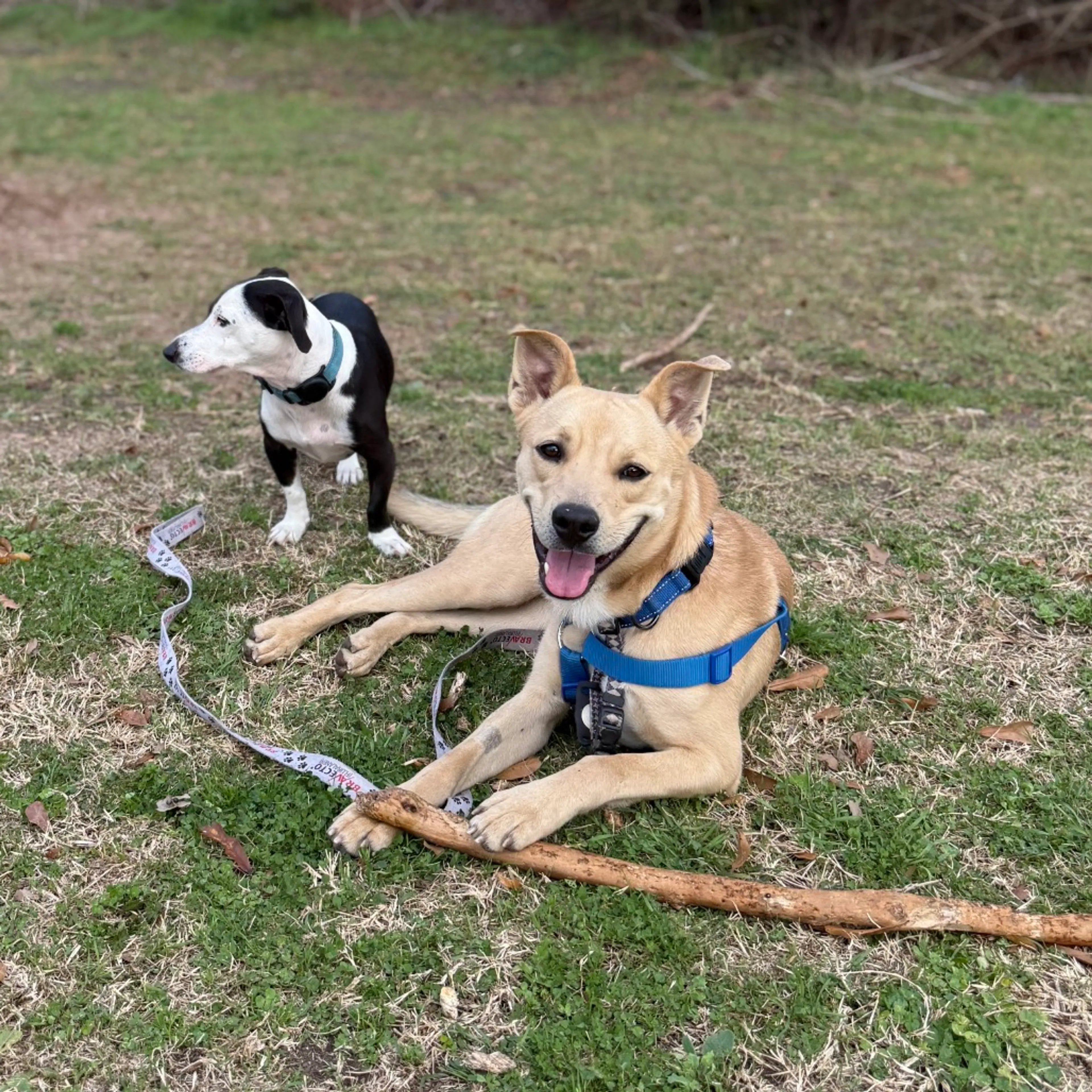 Found pet-8