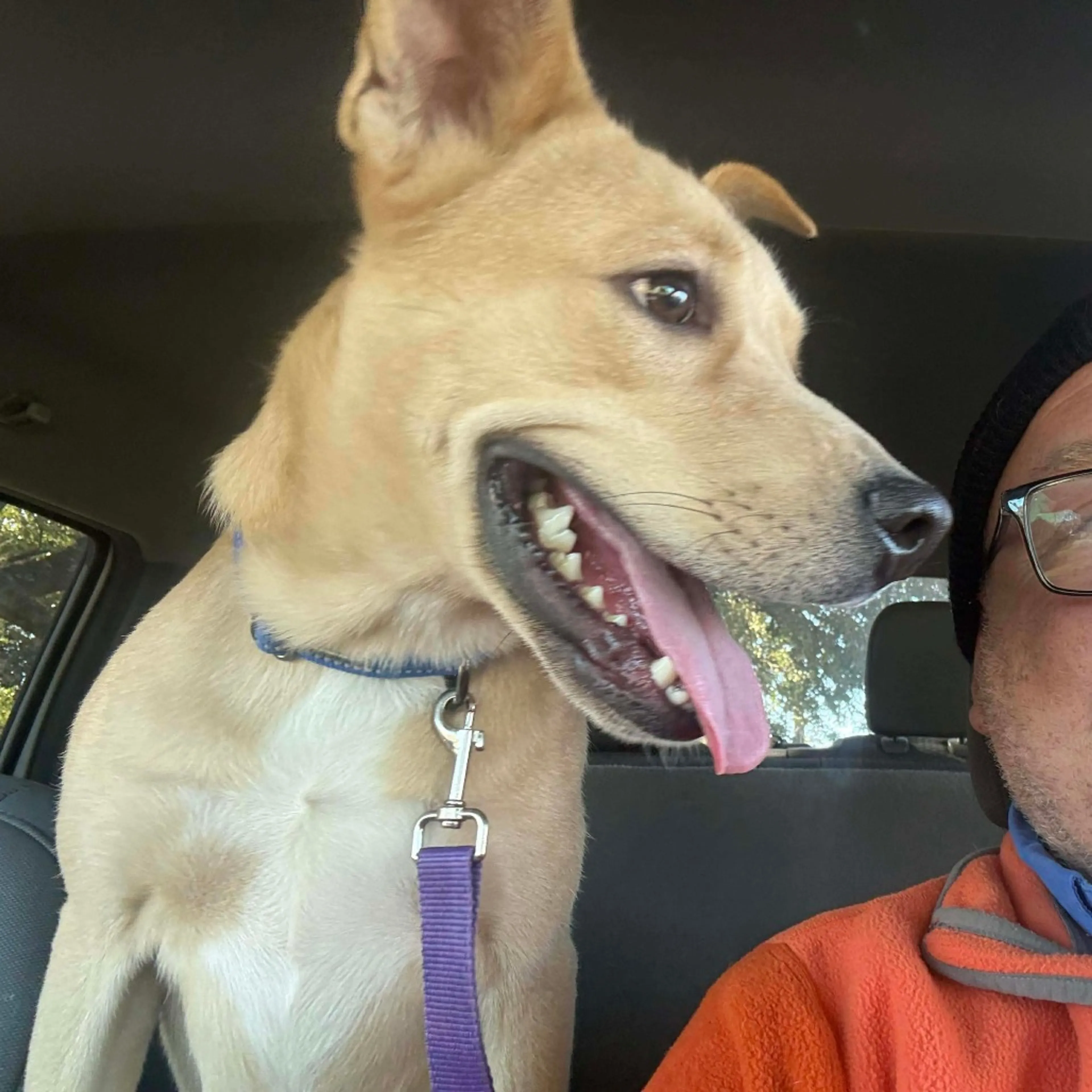 Found pet-10