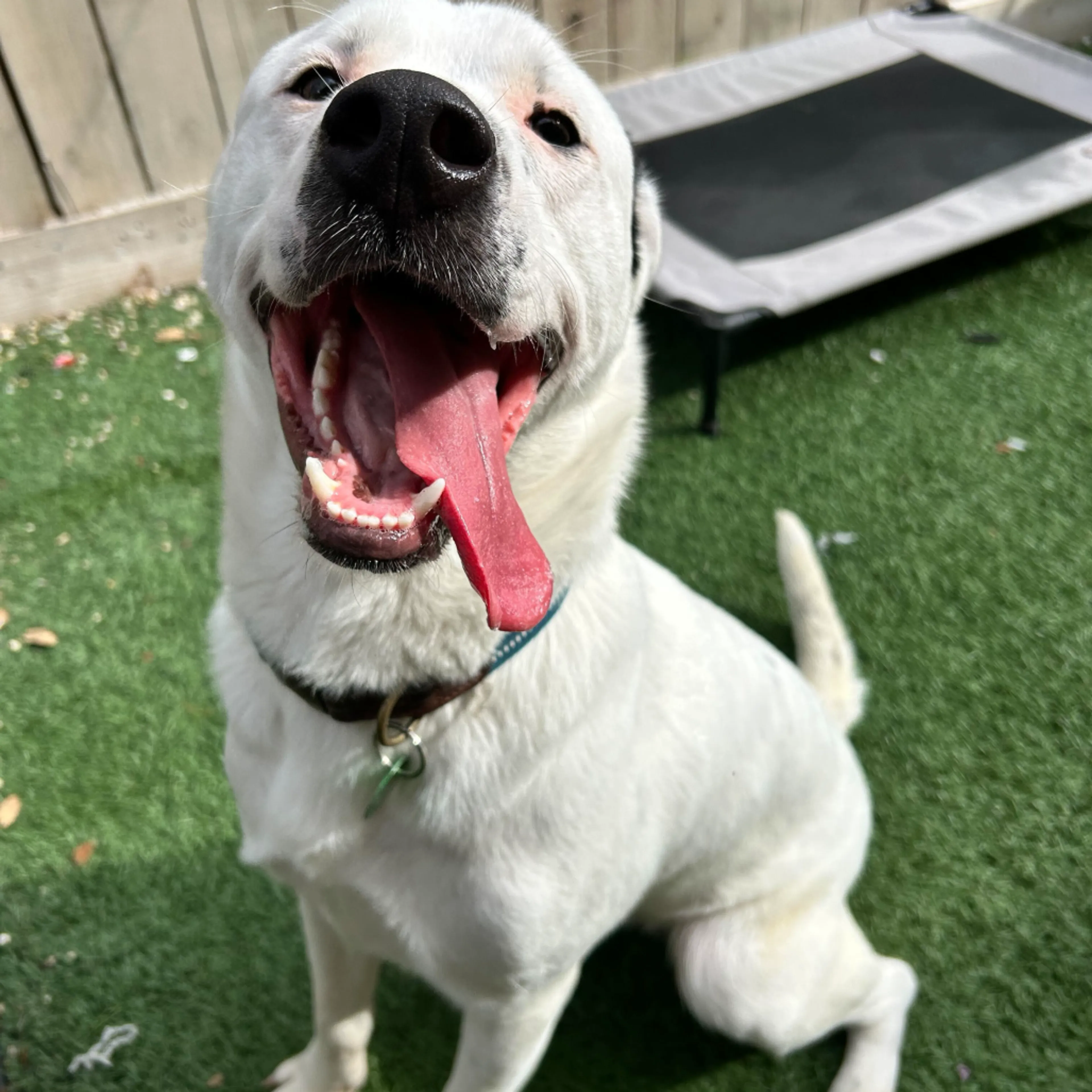 Found pet-3