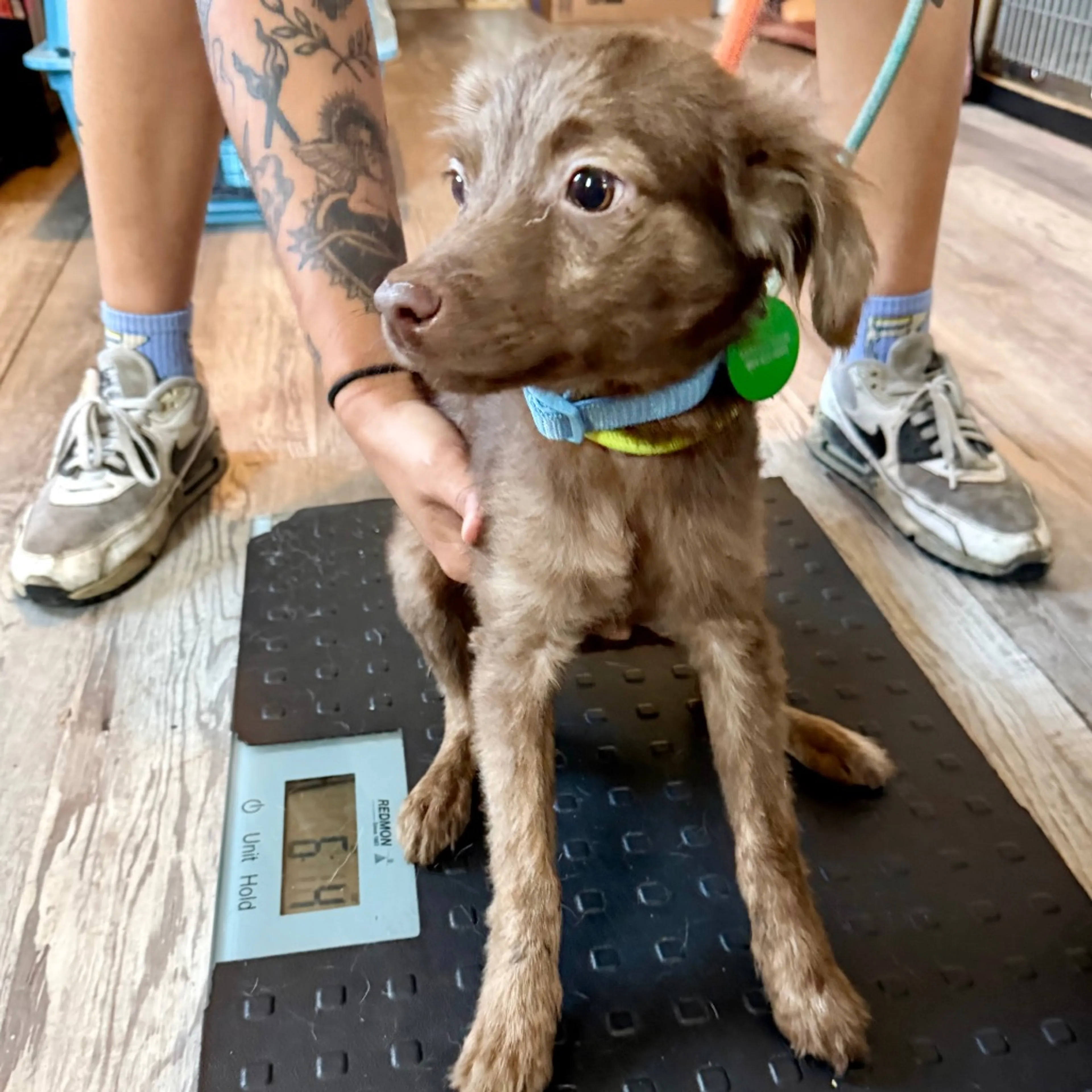 Found pet-7