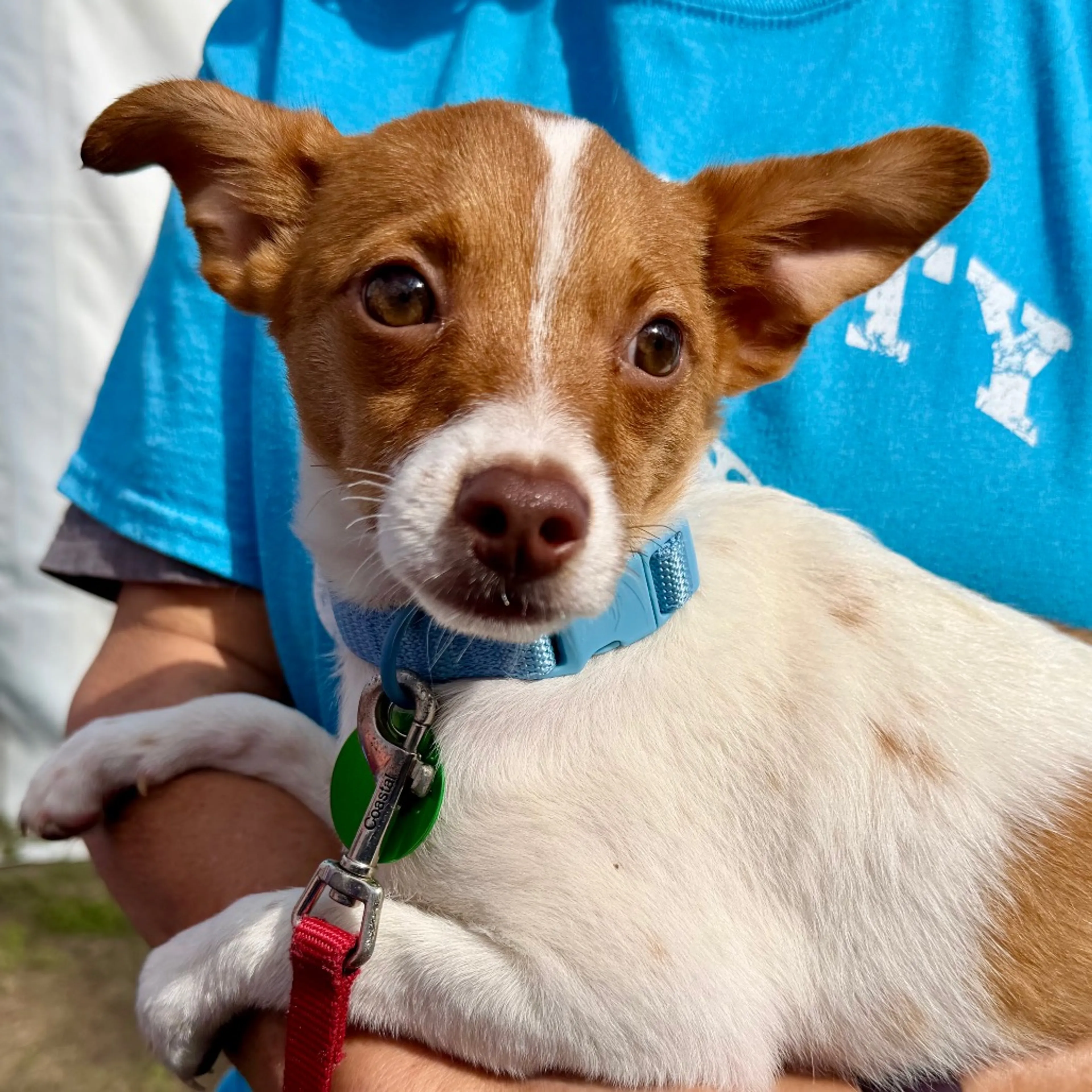 Found pet-6