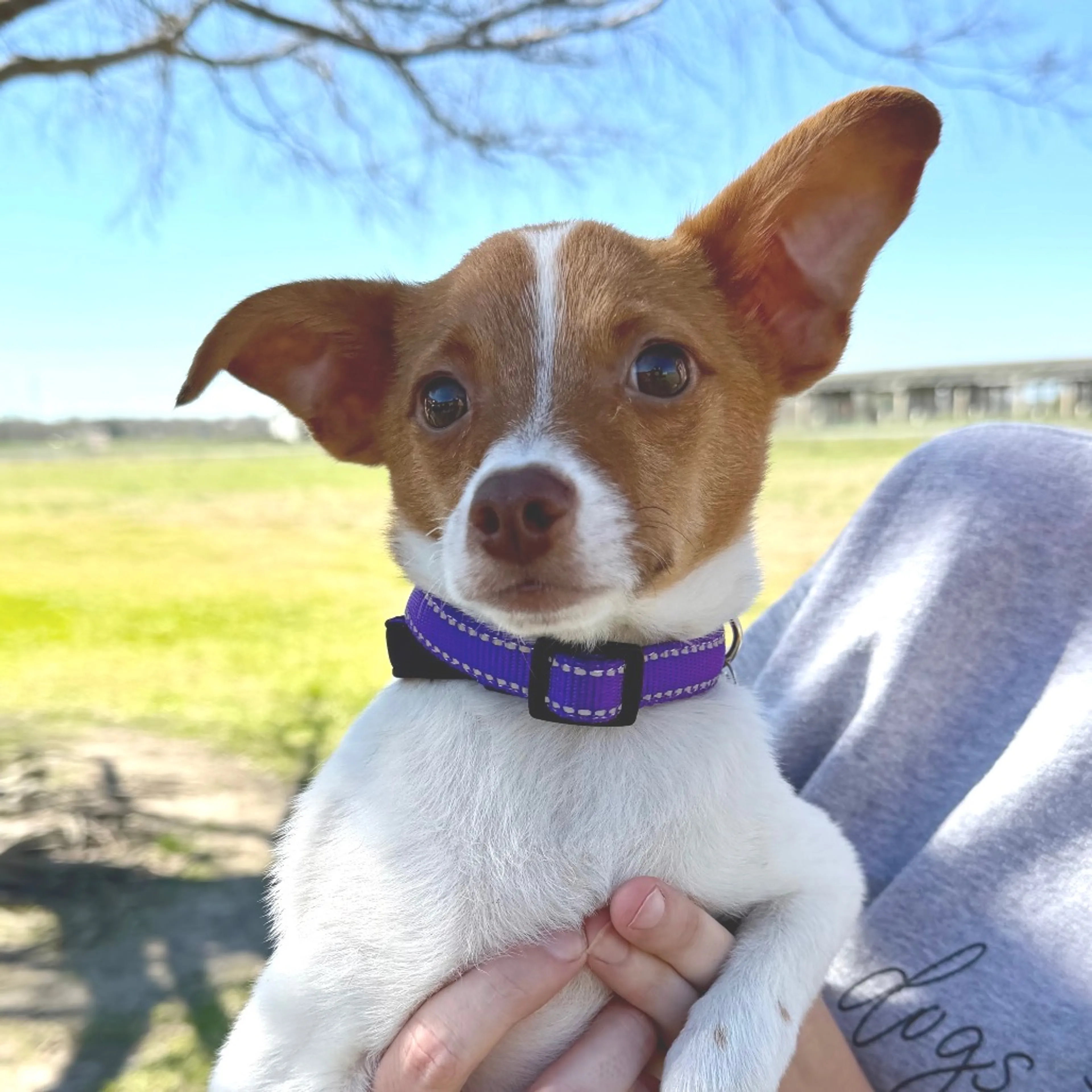 Found pet-8
