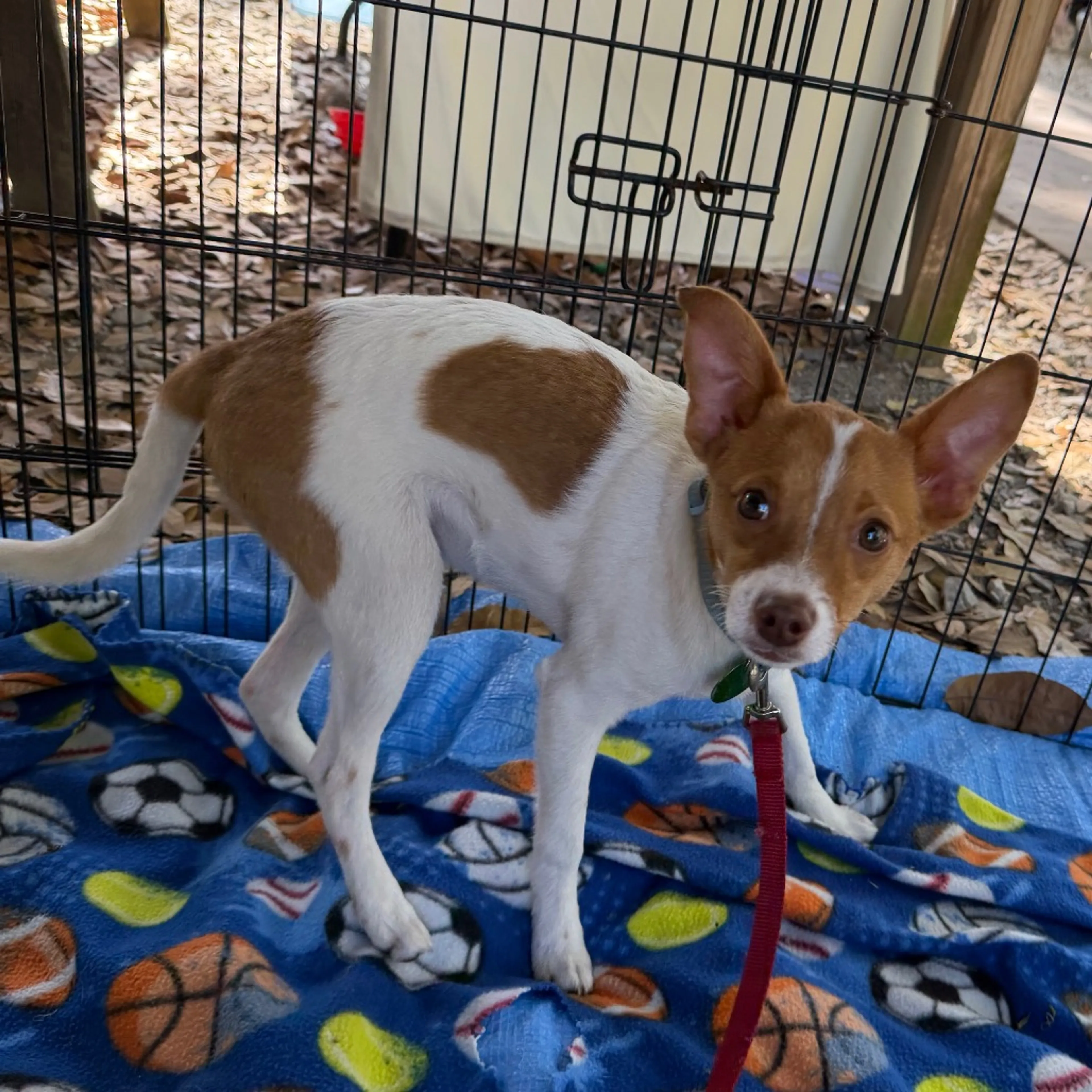 Found pet-3