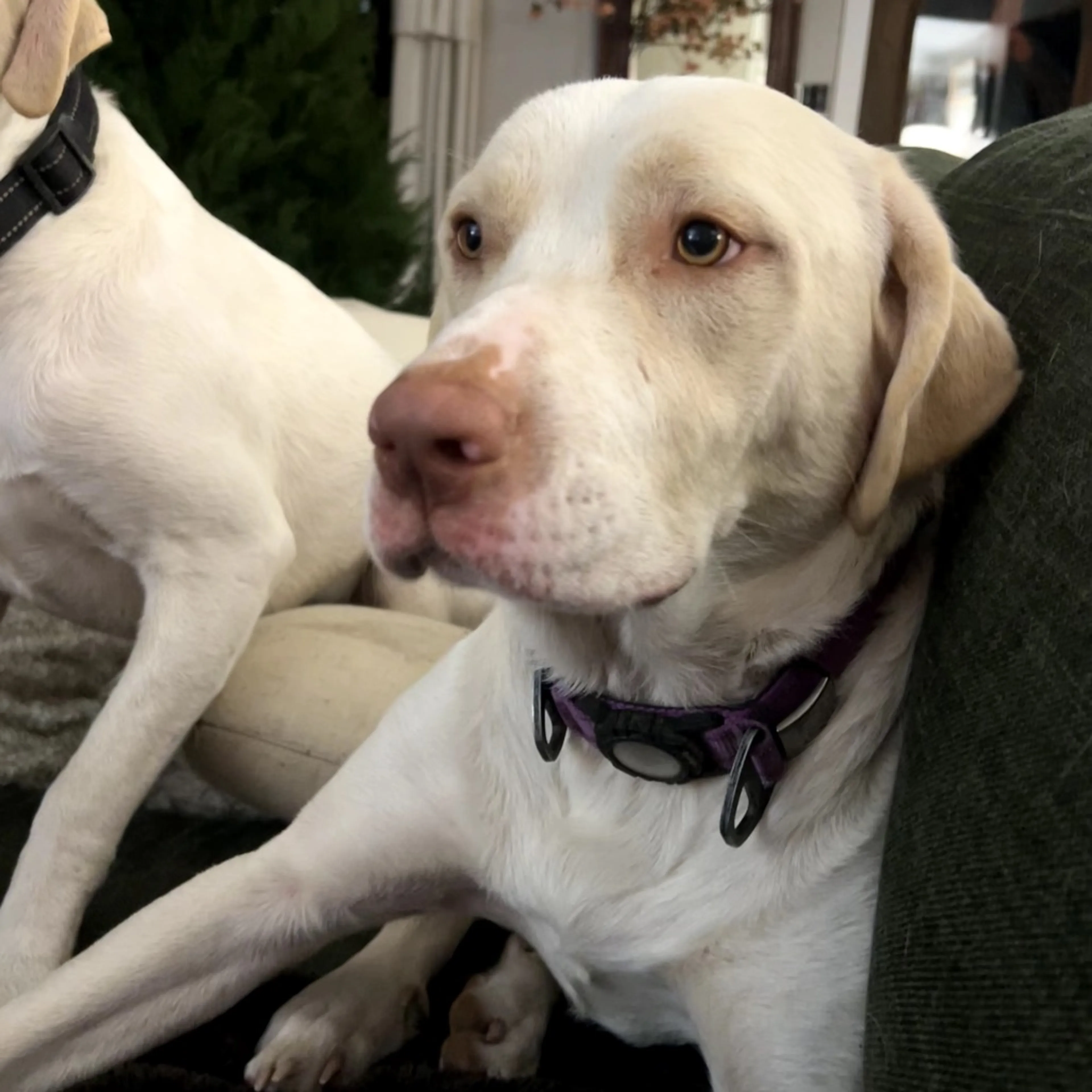 Found pet-3