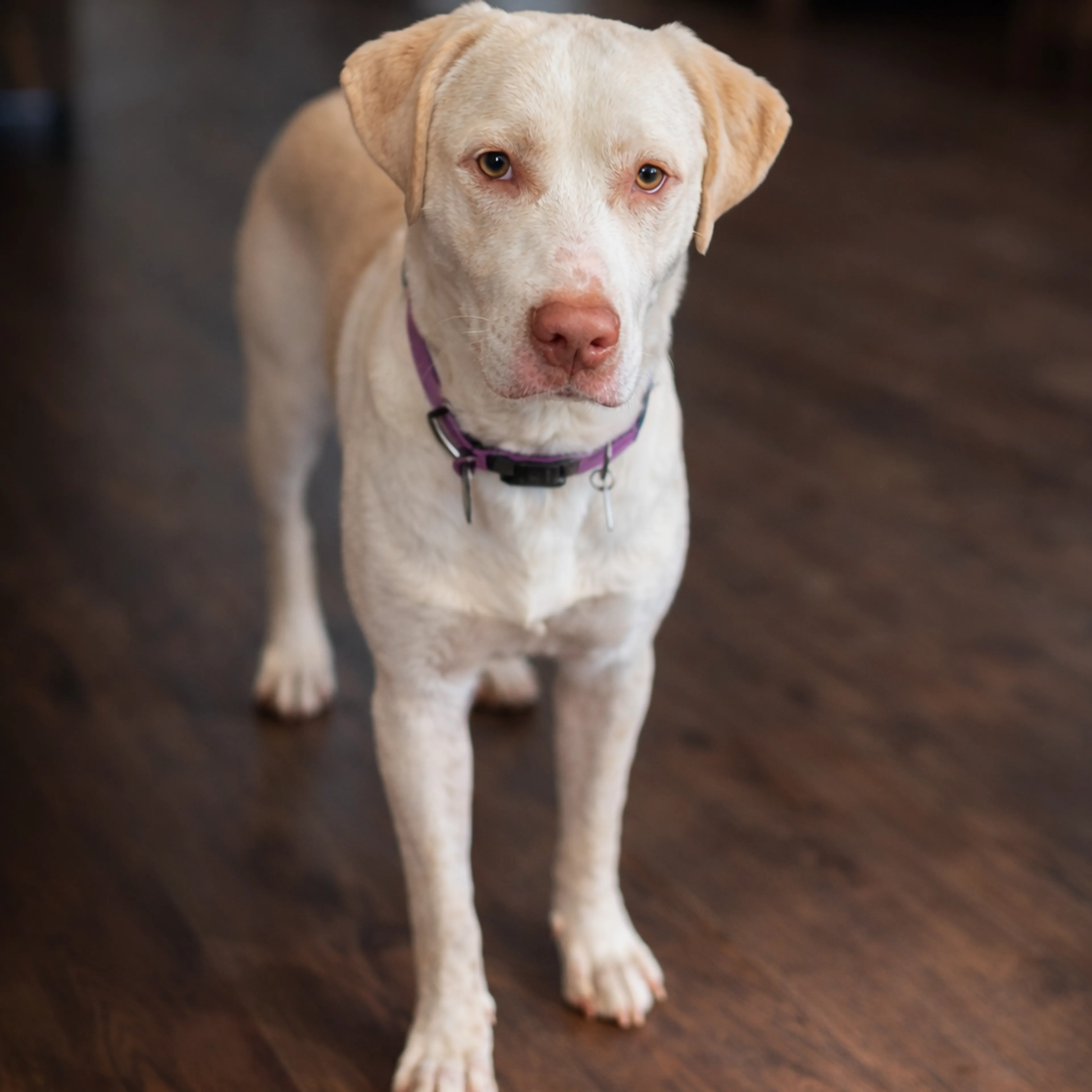 Found pet-1