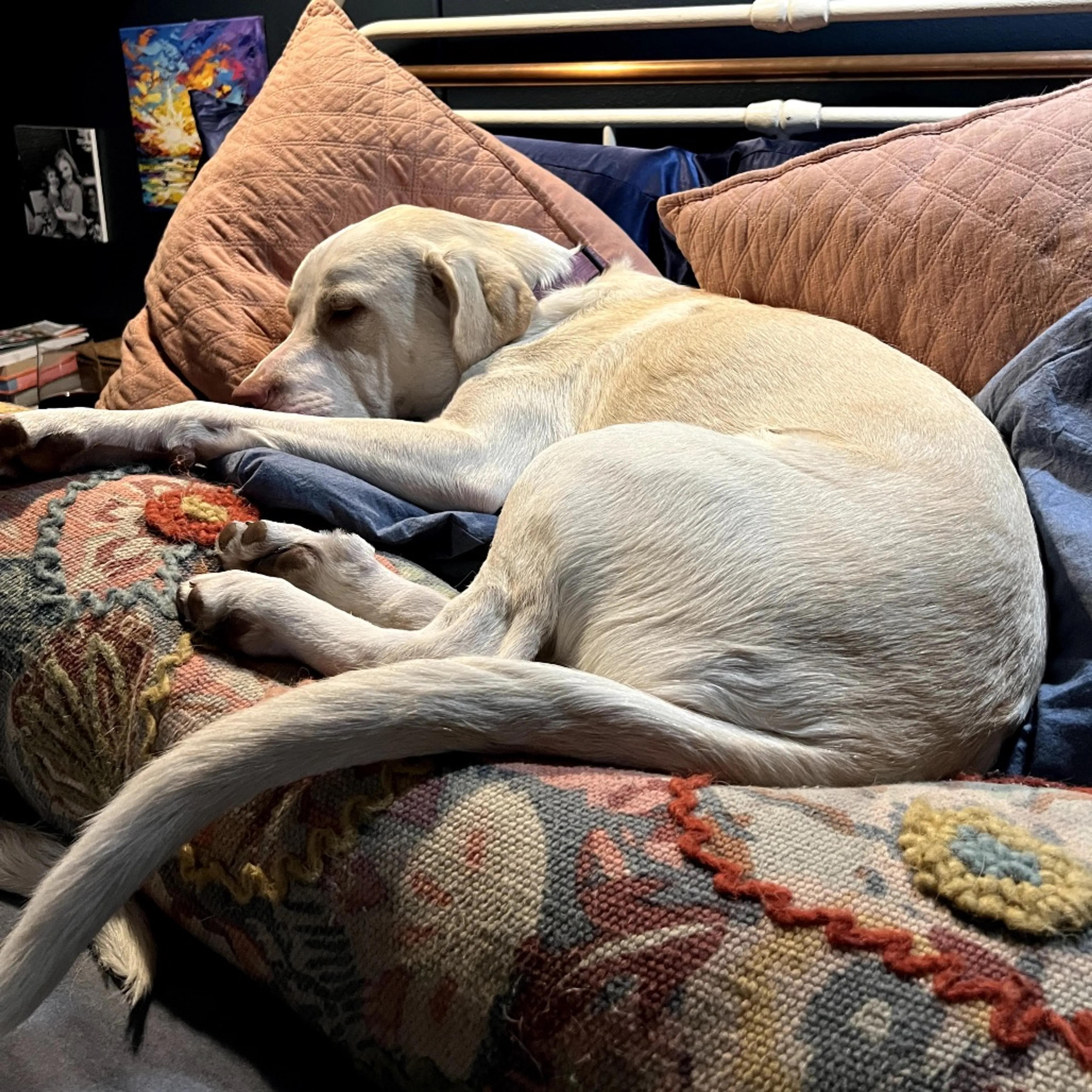 Found pet-6