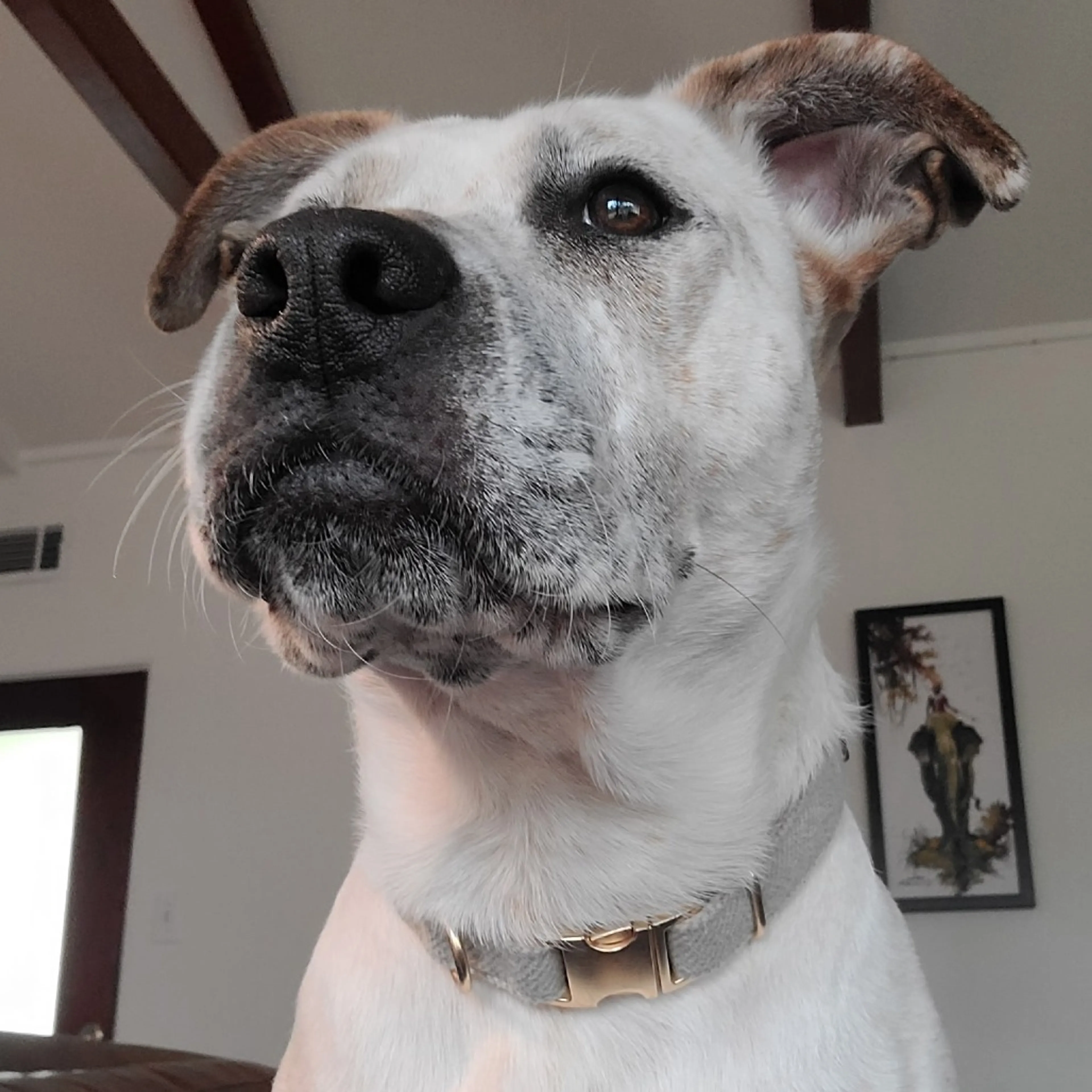 Found pet-4