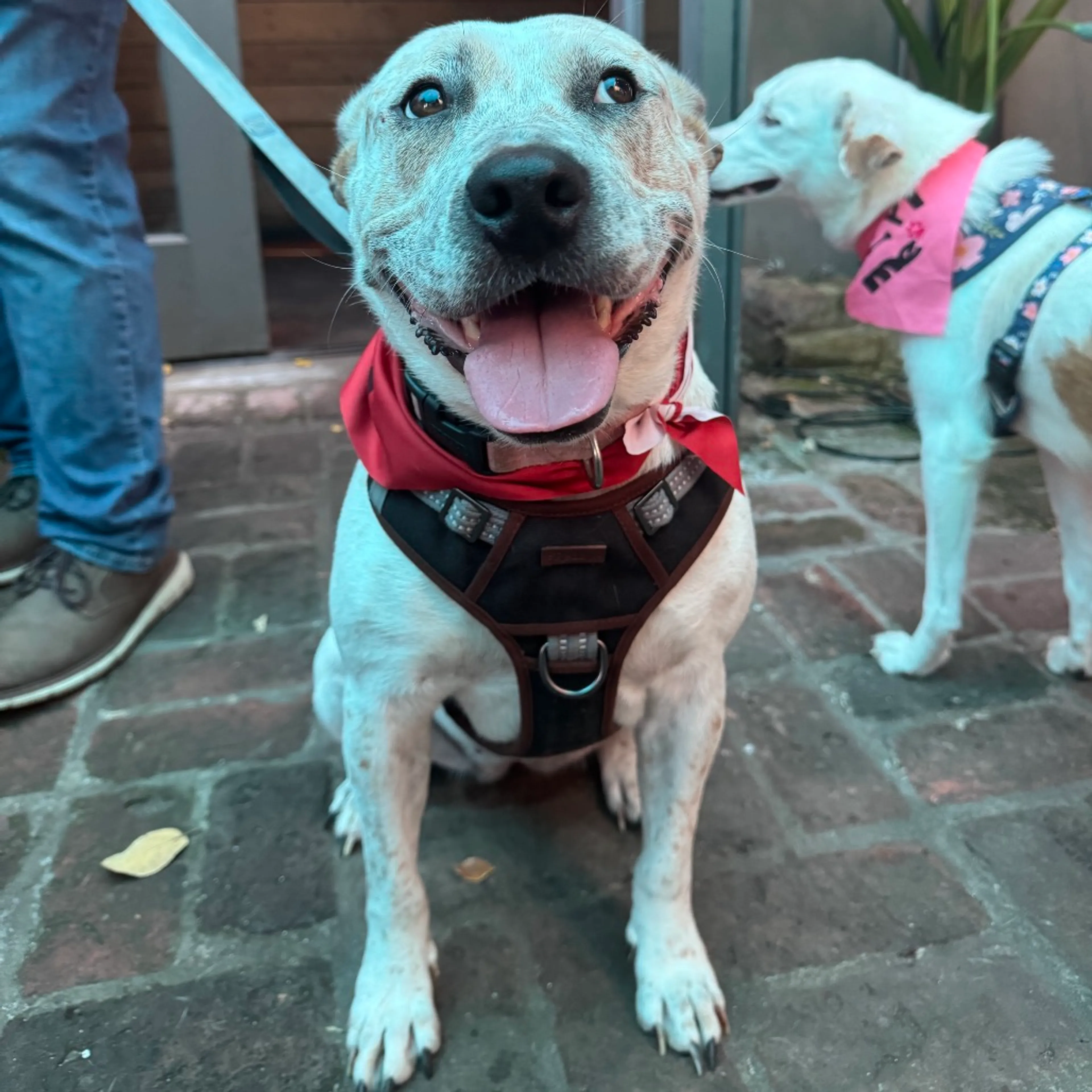 Found pet-20