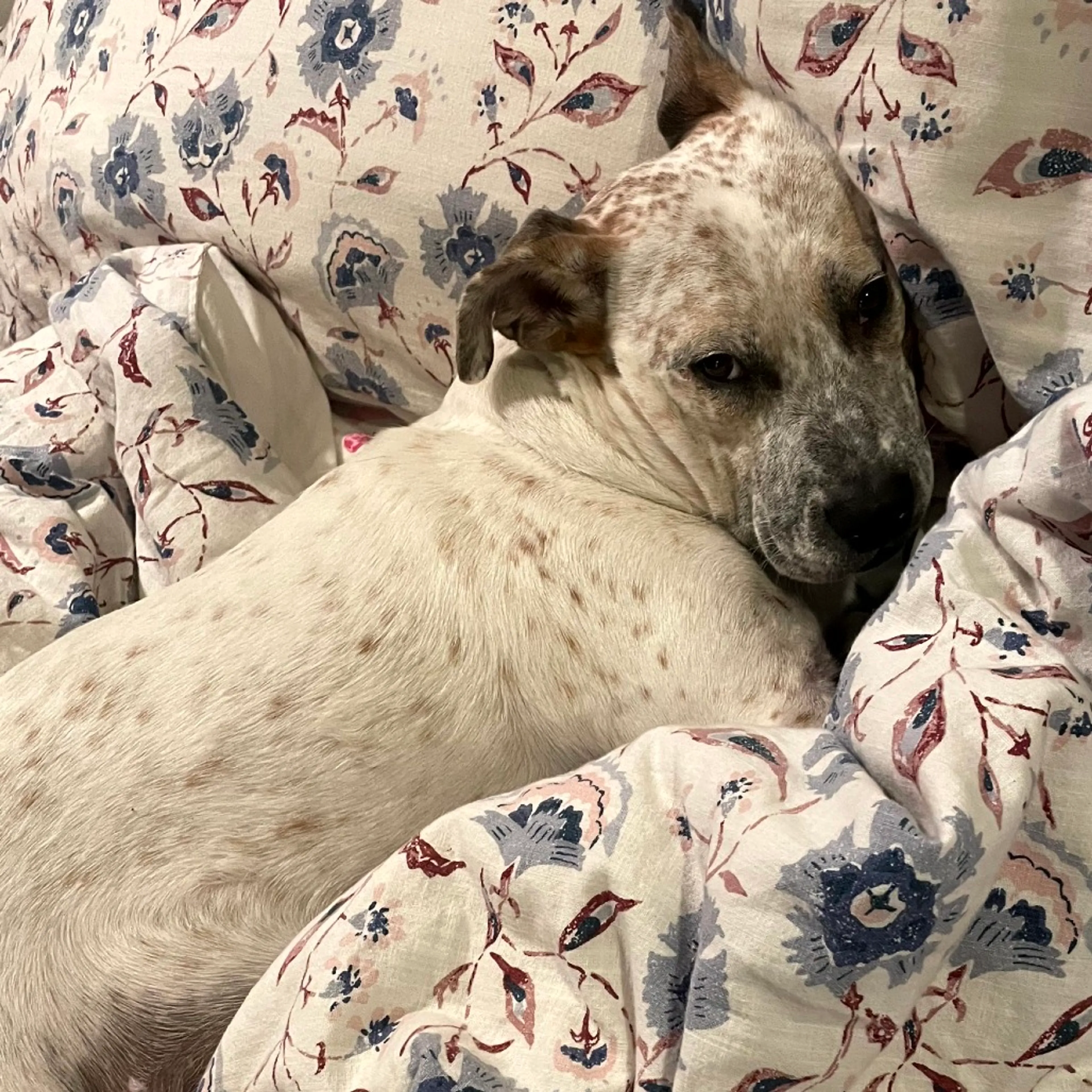 Found pet-13