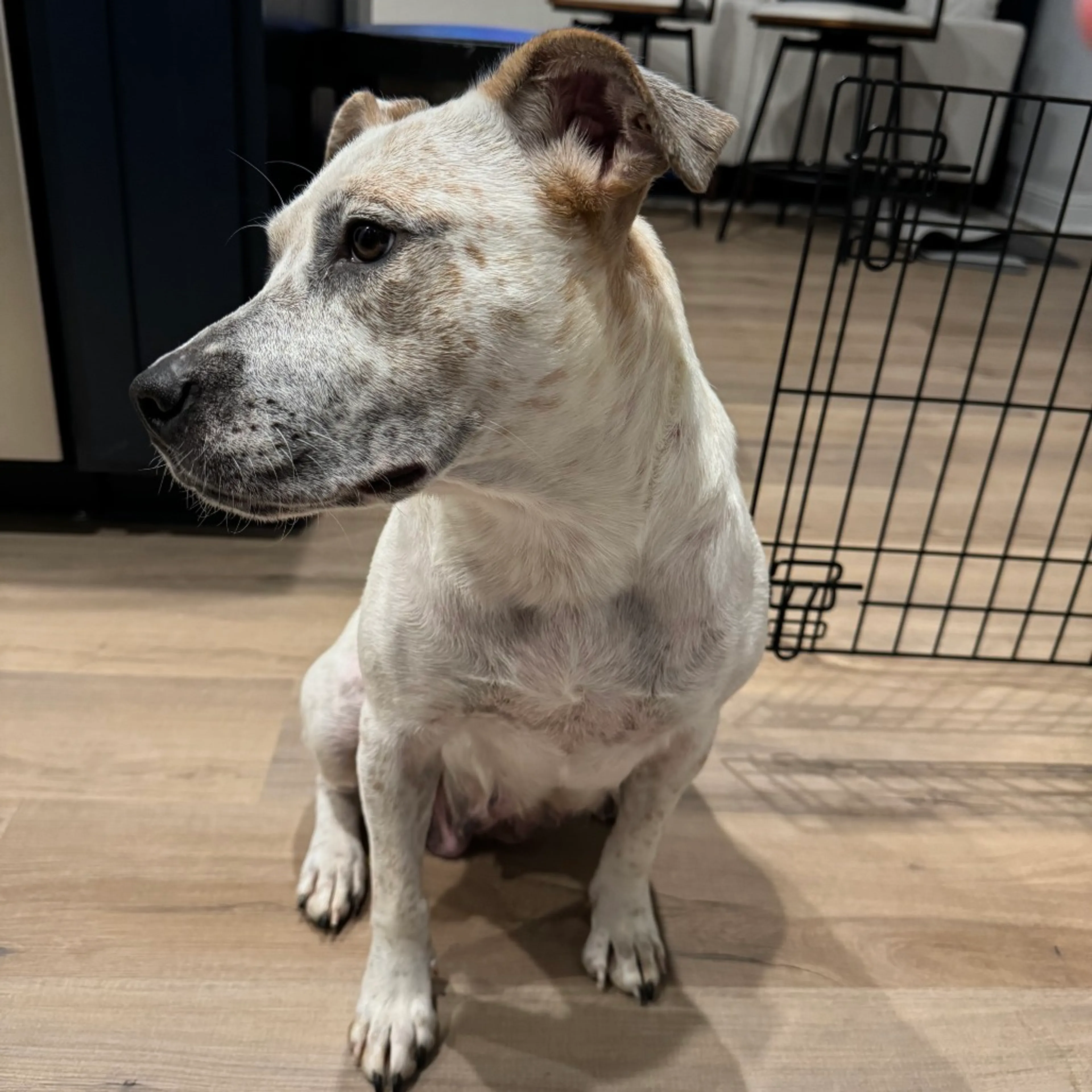Found pet-2