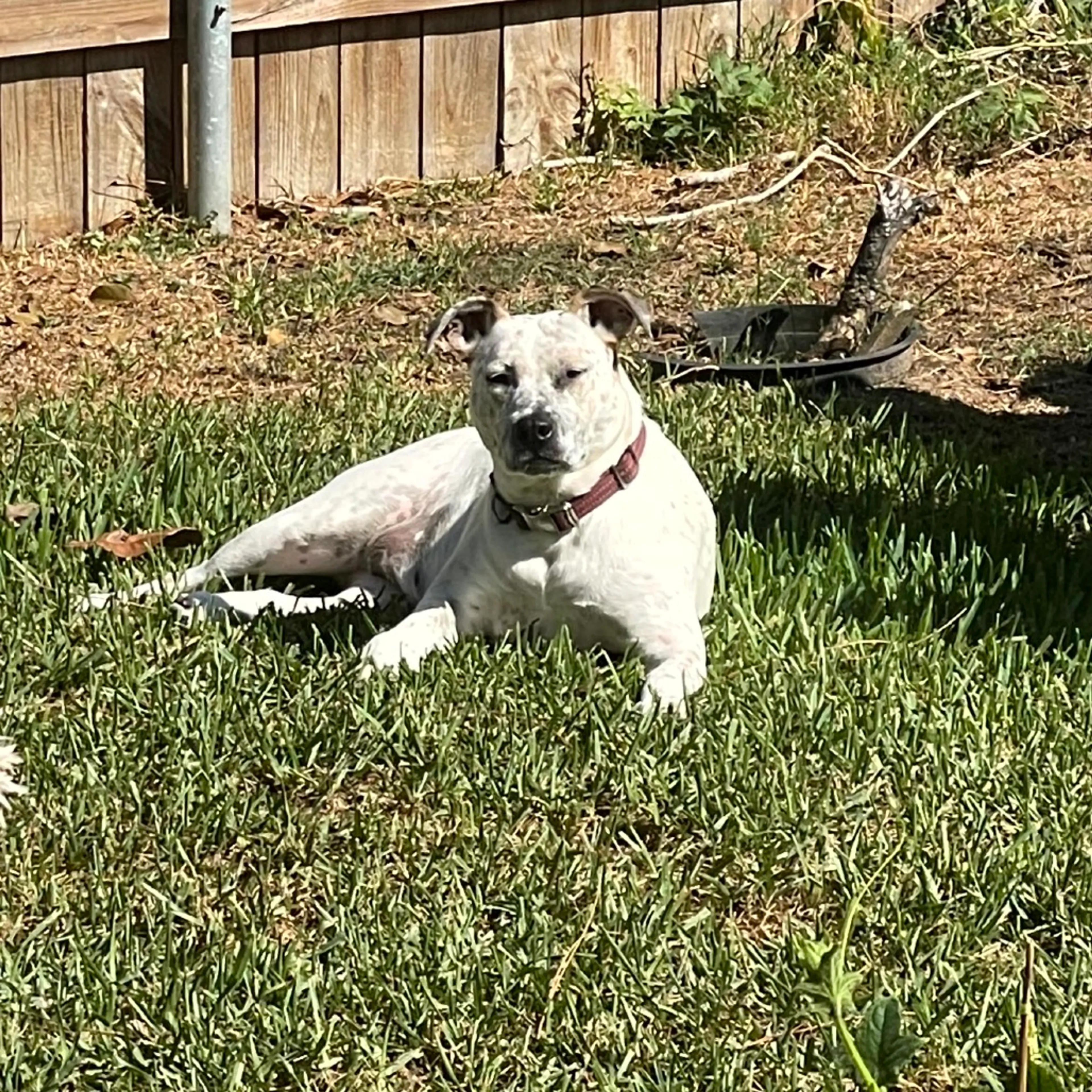 Found pet-7