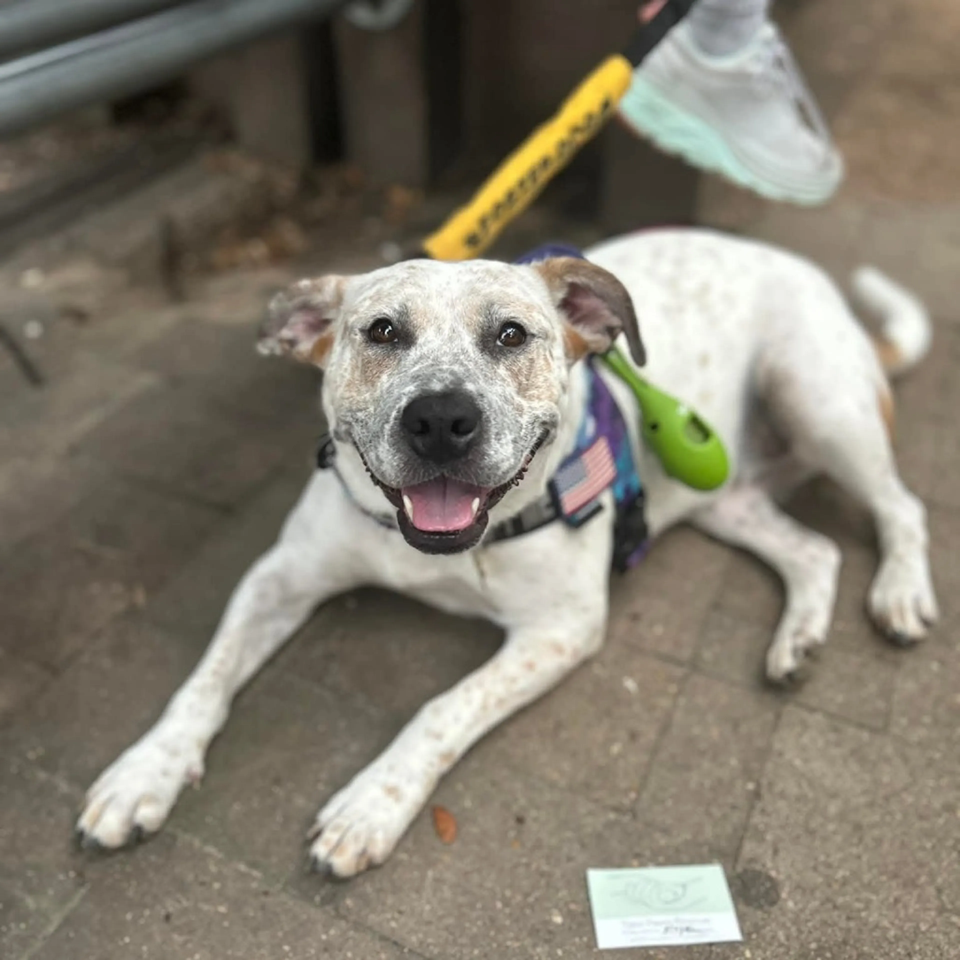 Found pet-5