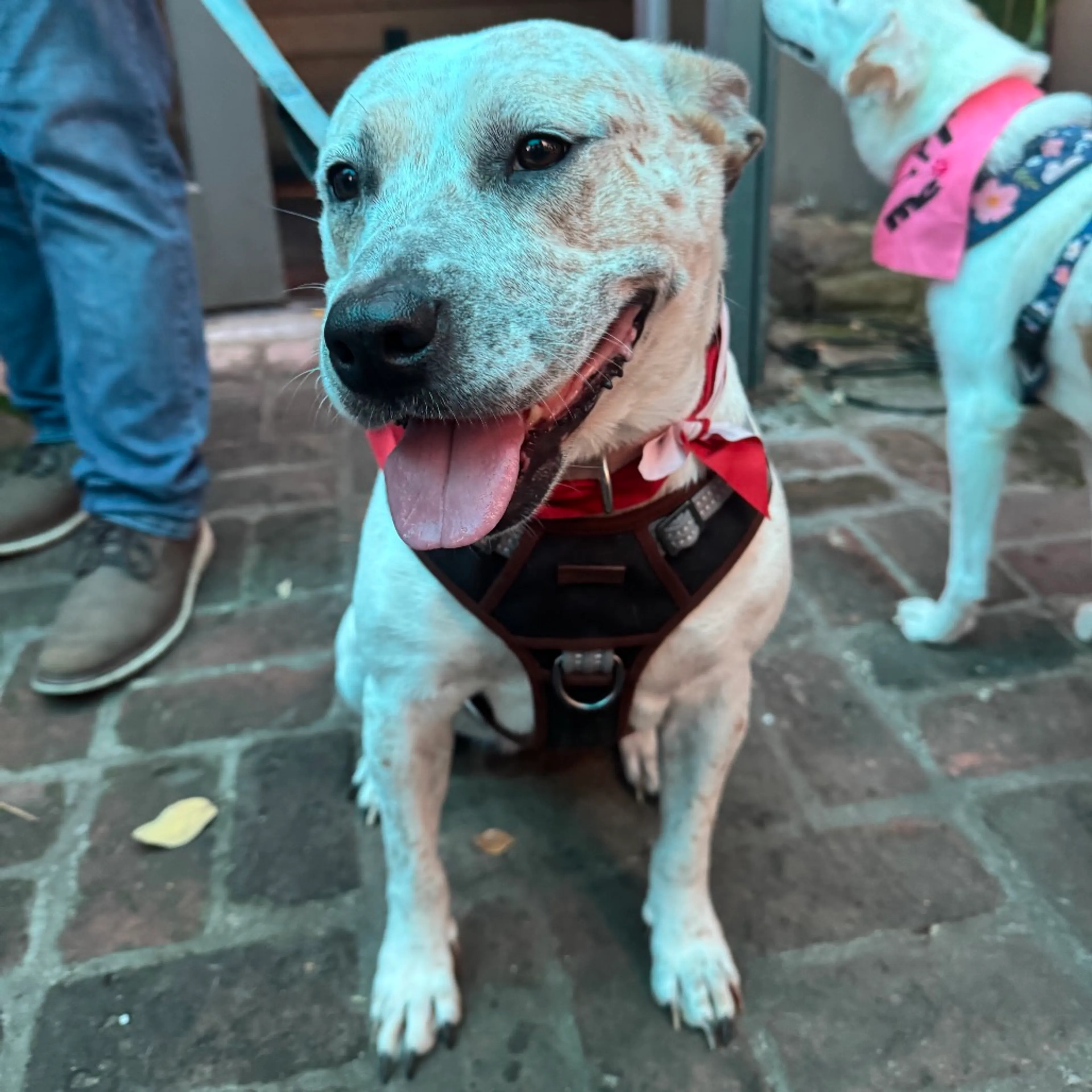 Found pet-21