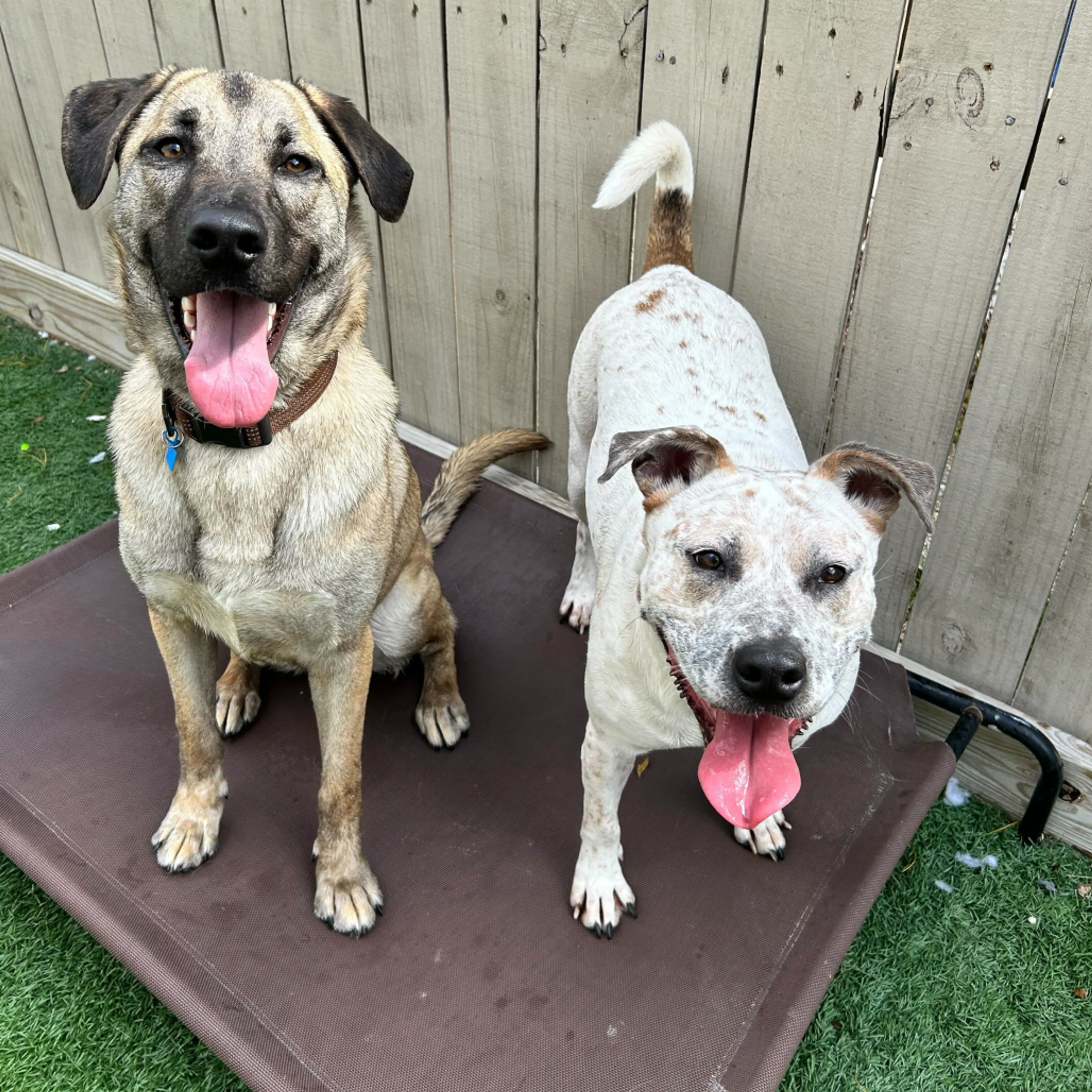 Found pet-18