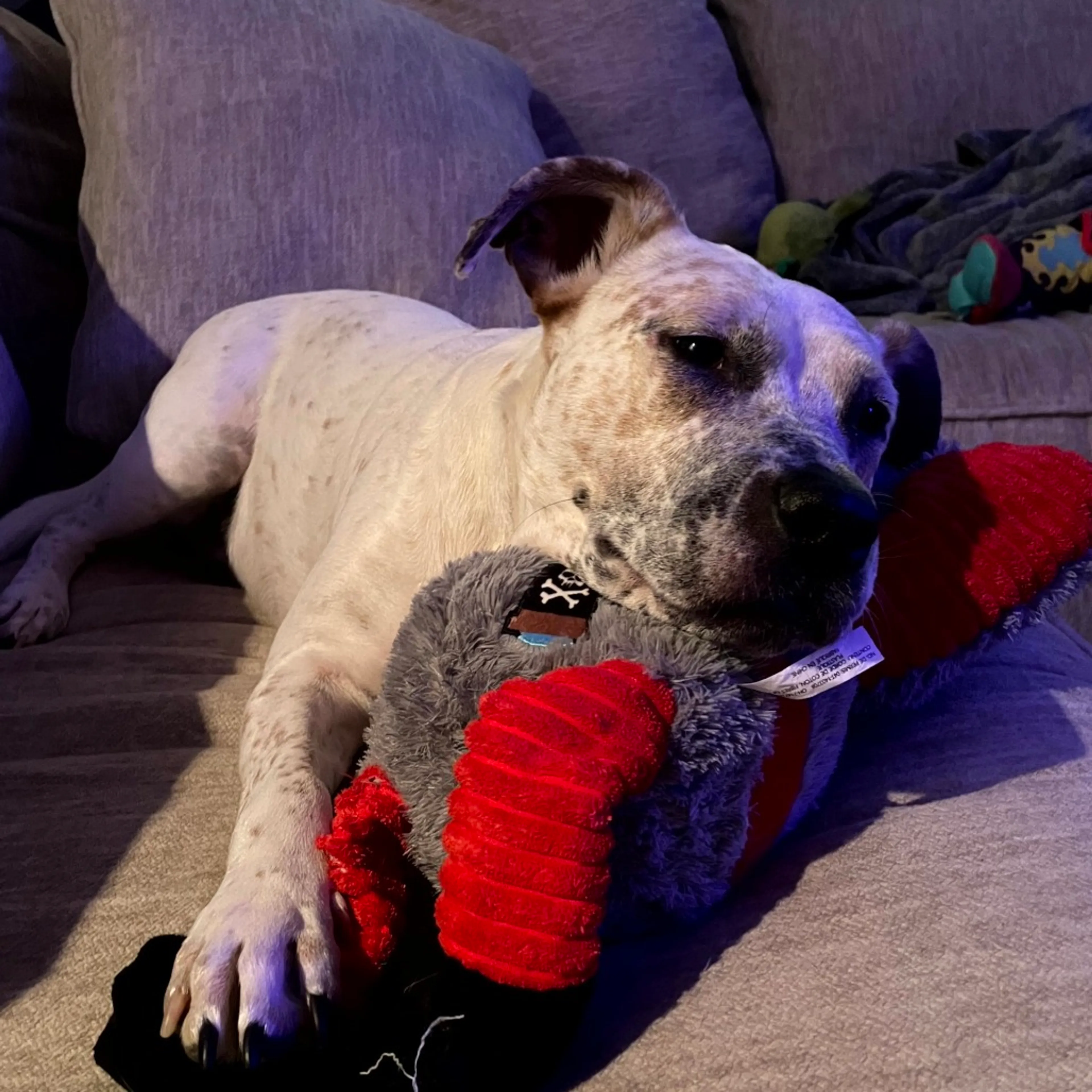 Found pet-11