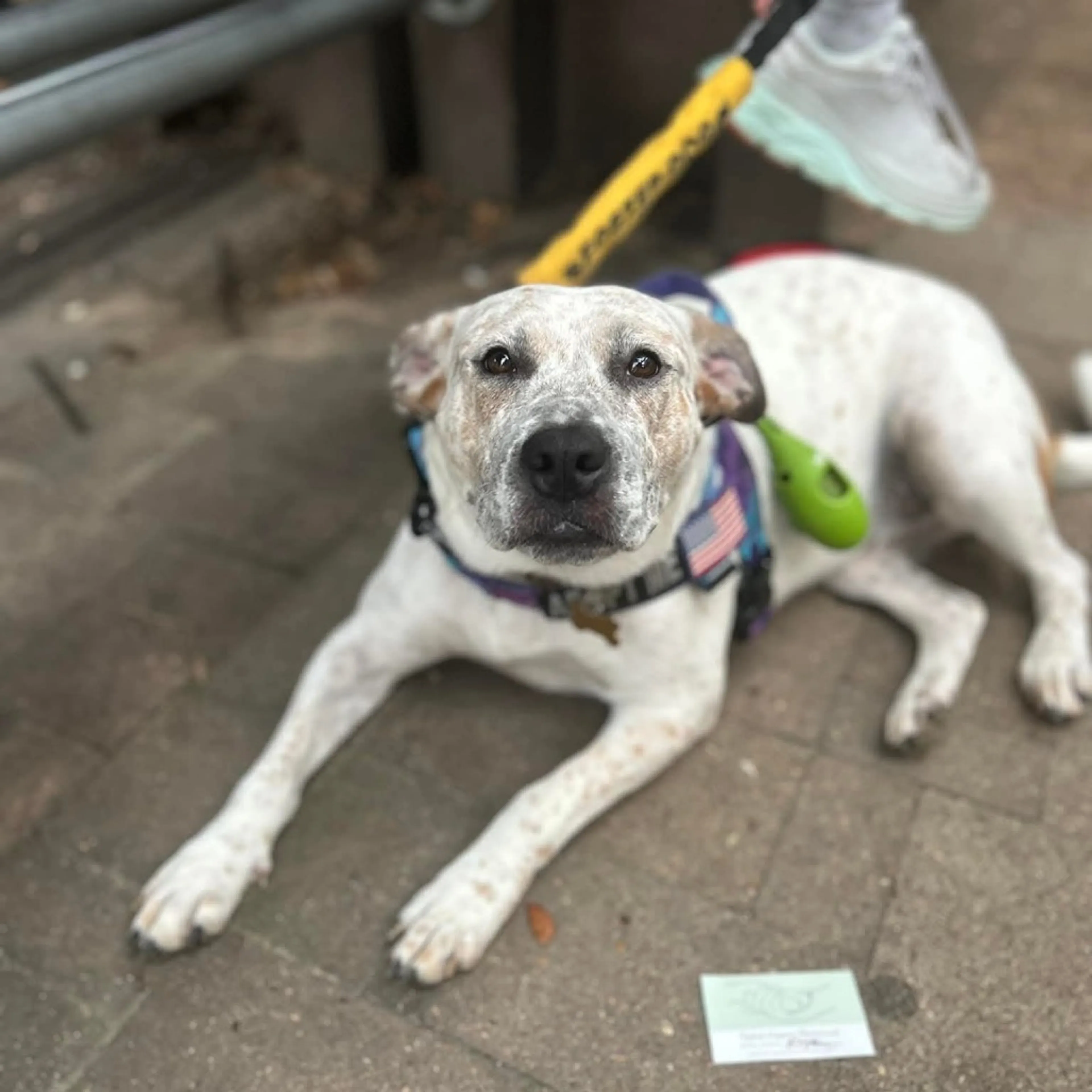 Found pet-6