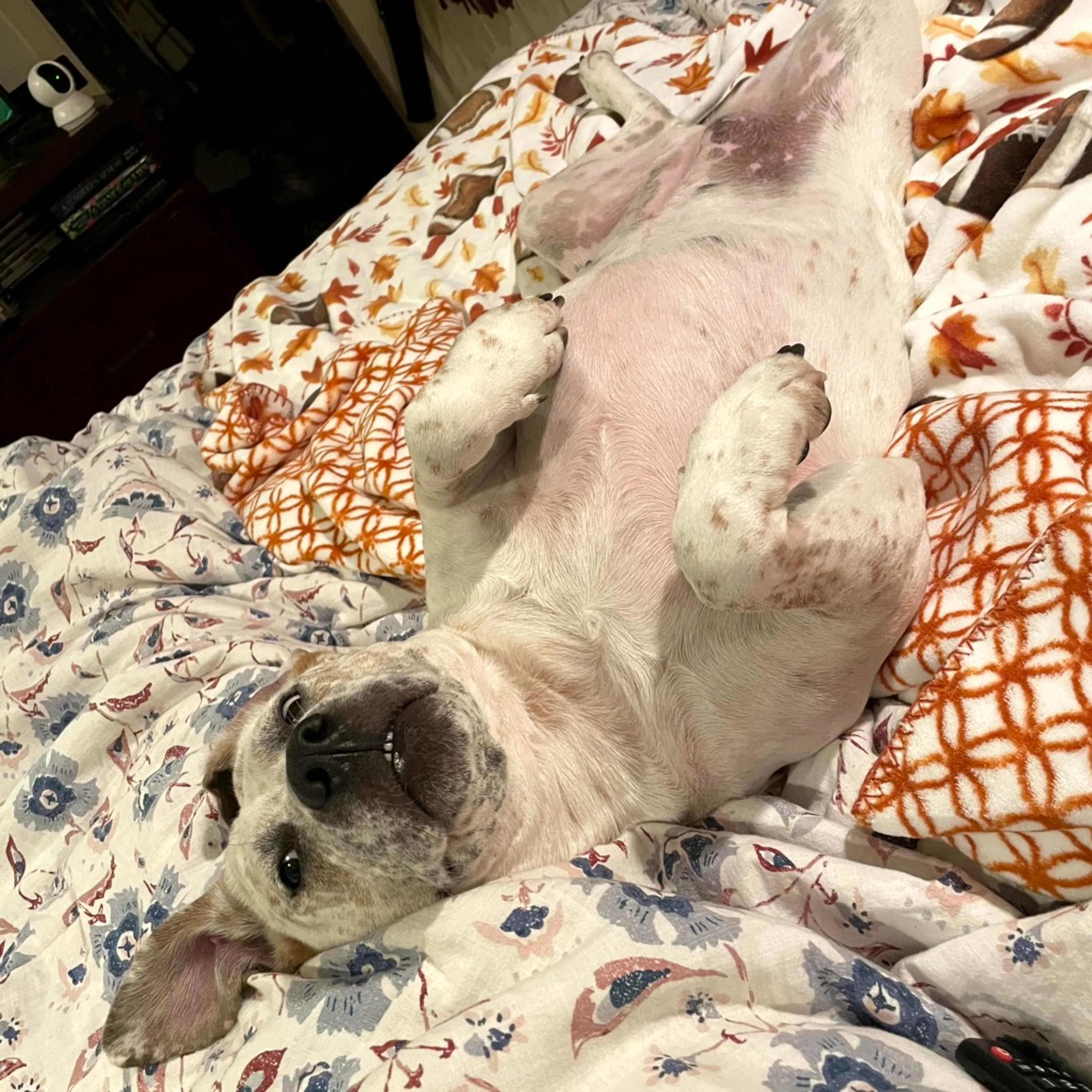 Found pet-12