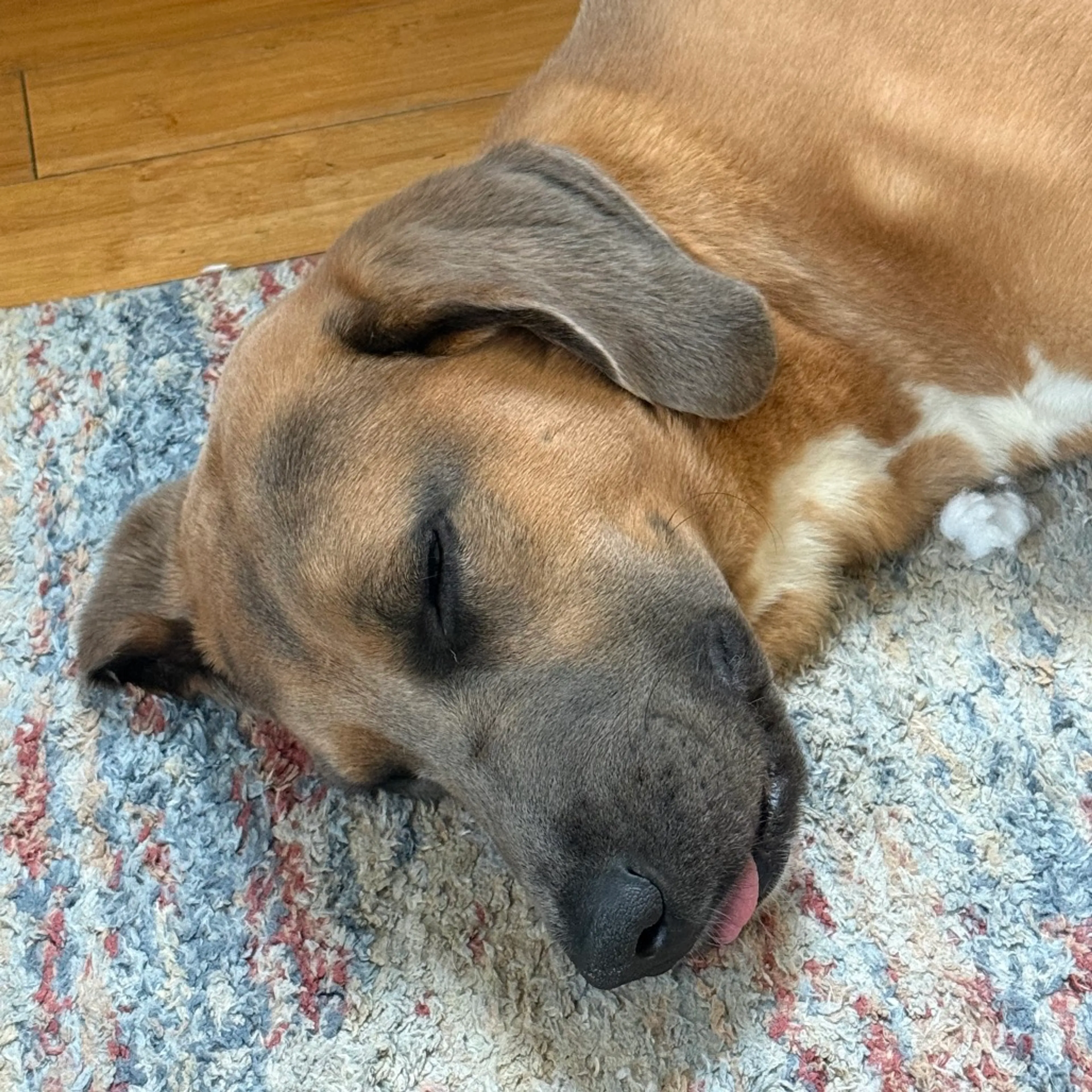 Found pet-7