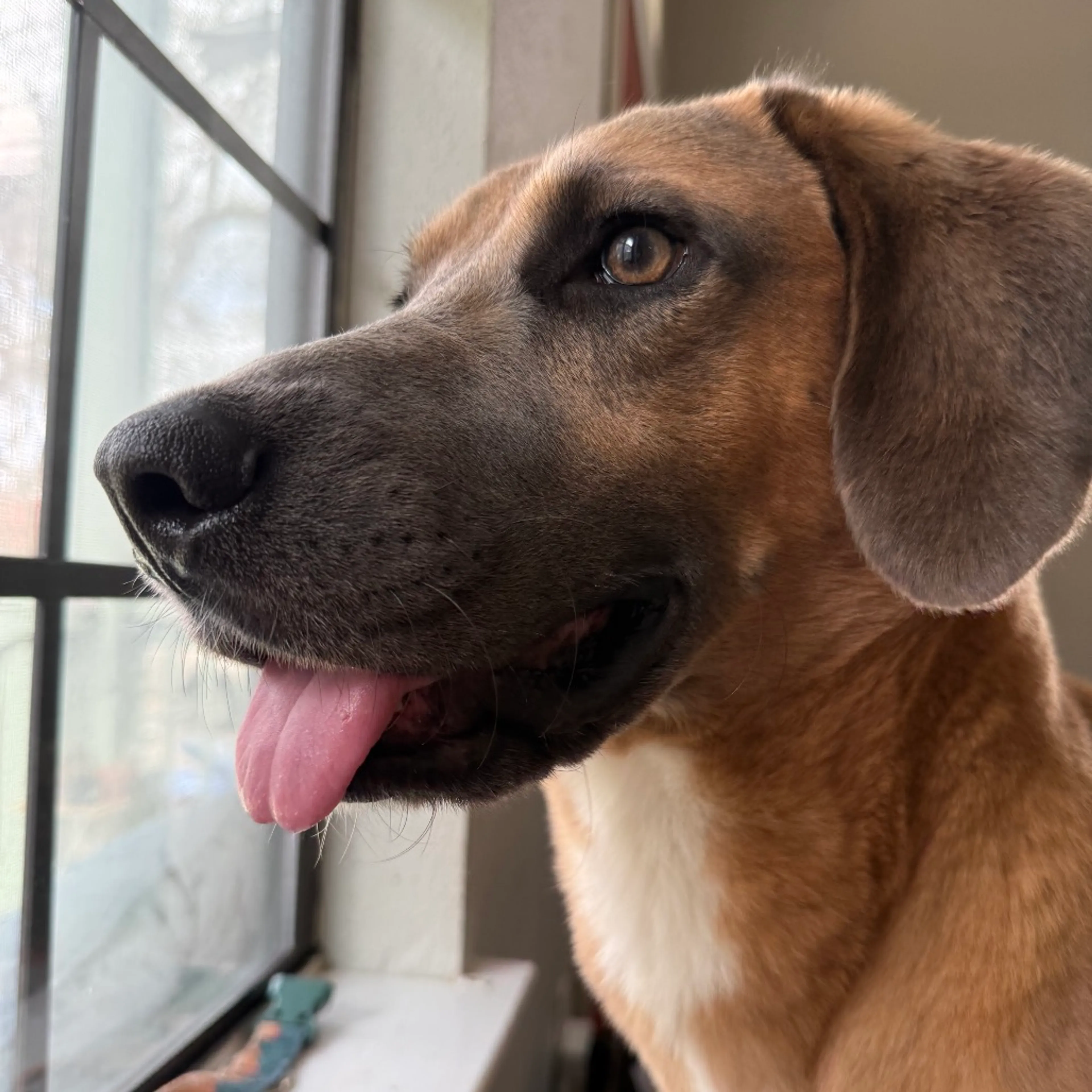 Found pet-2