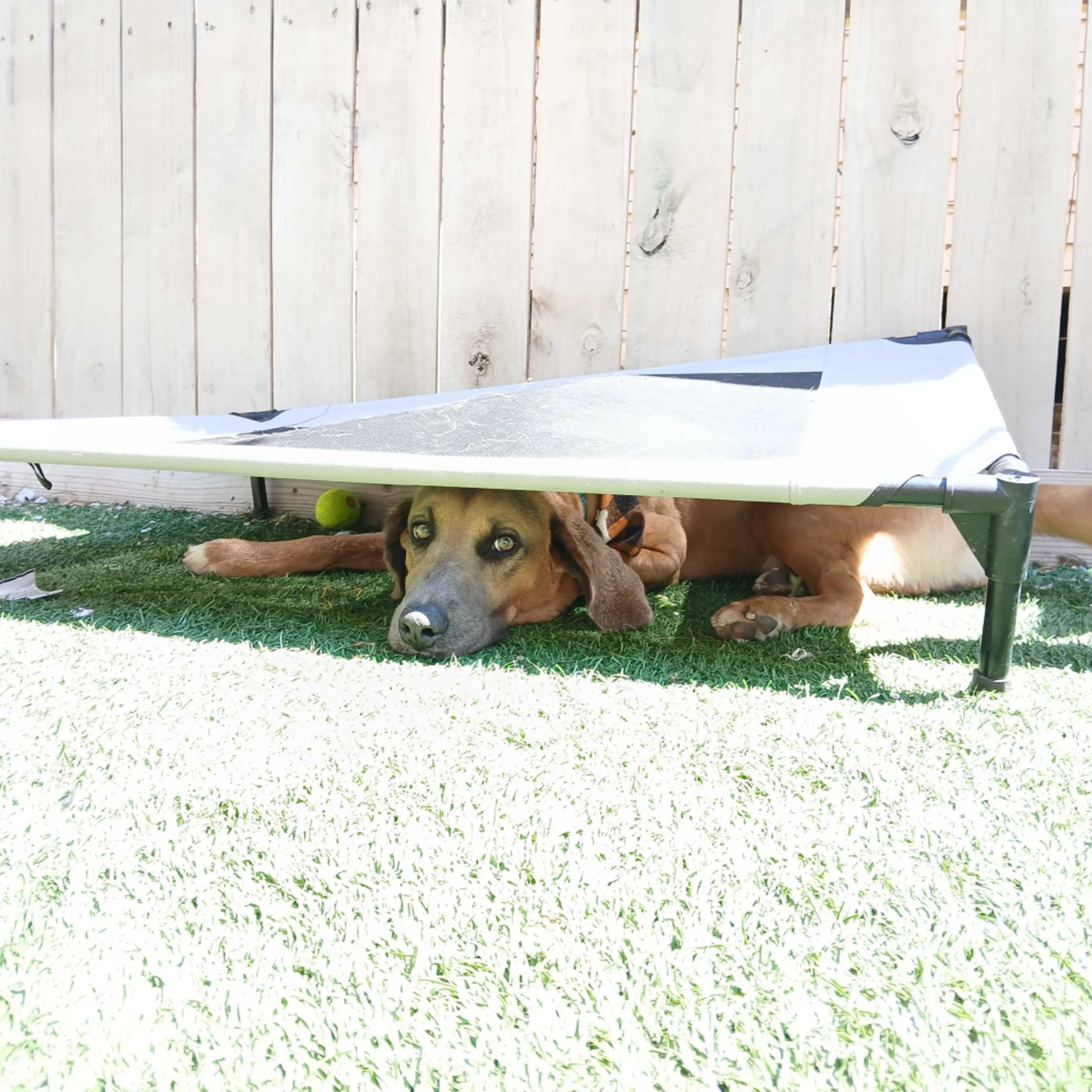 Found pet-8