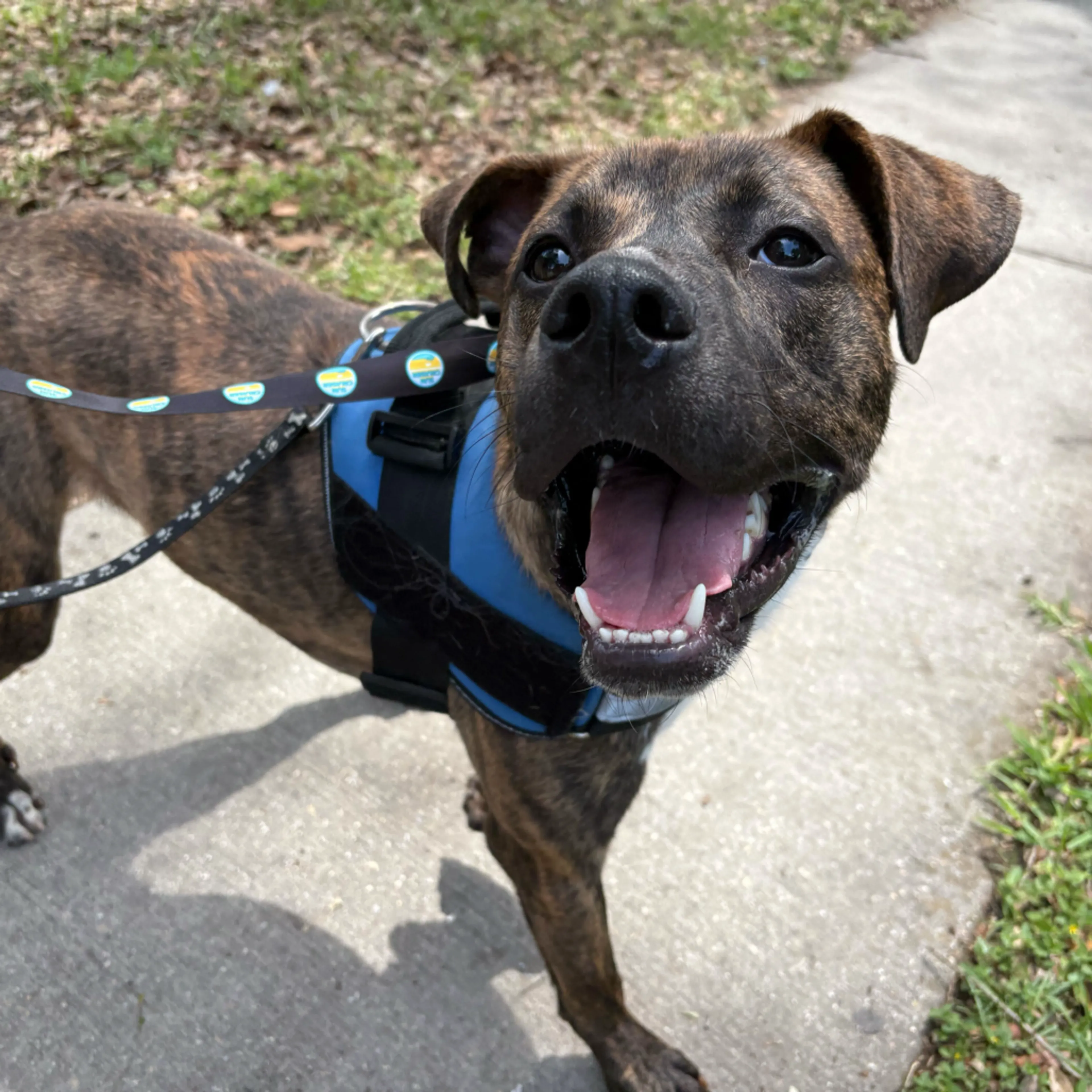 Found pet-19
