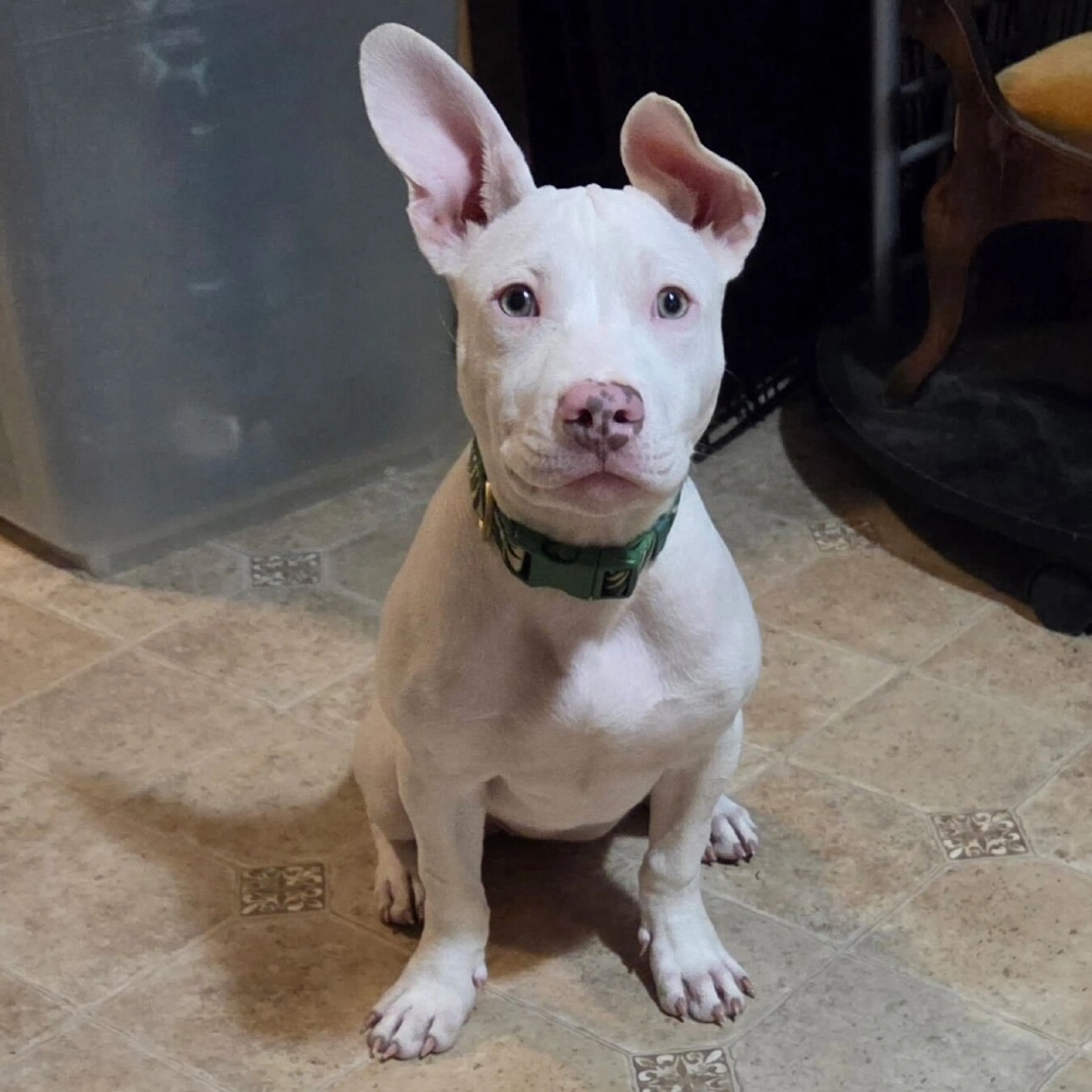 Found pet-8