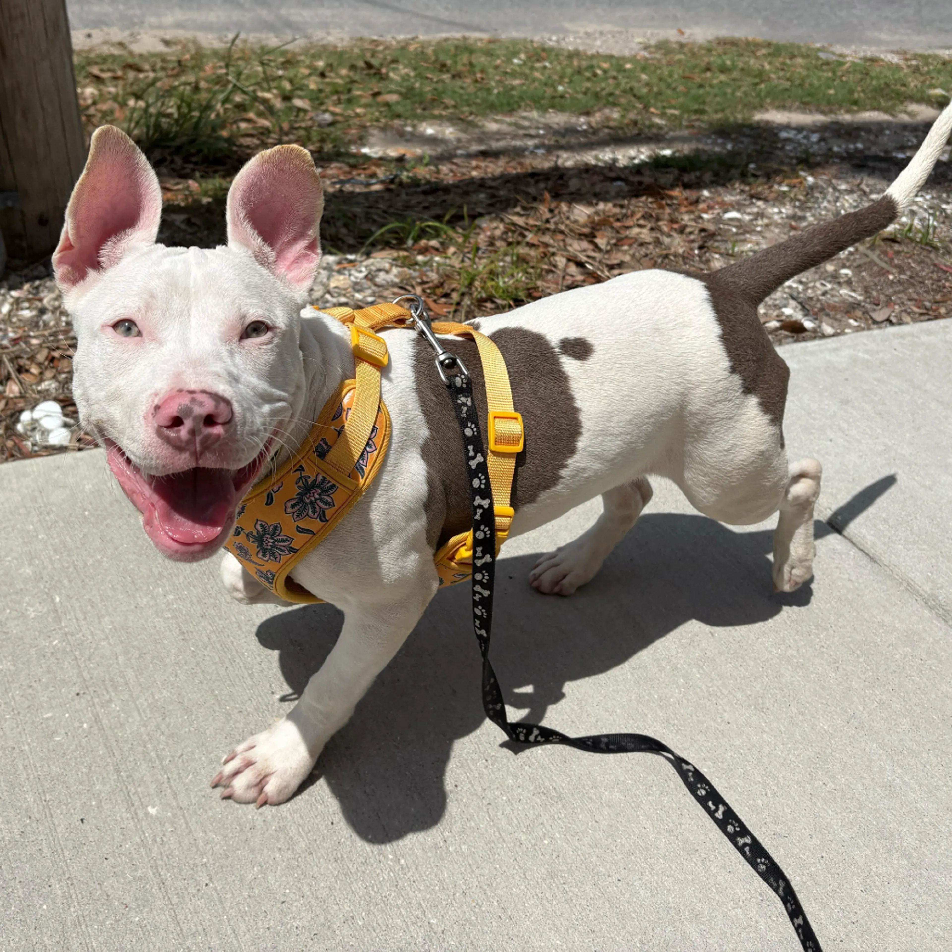 Found pet-1
