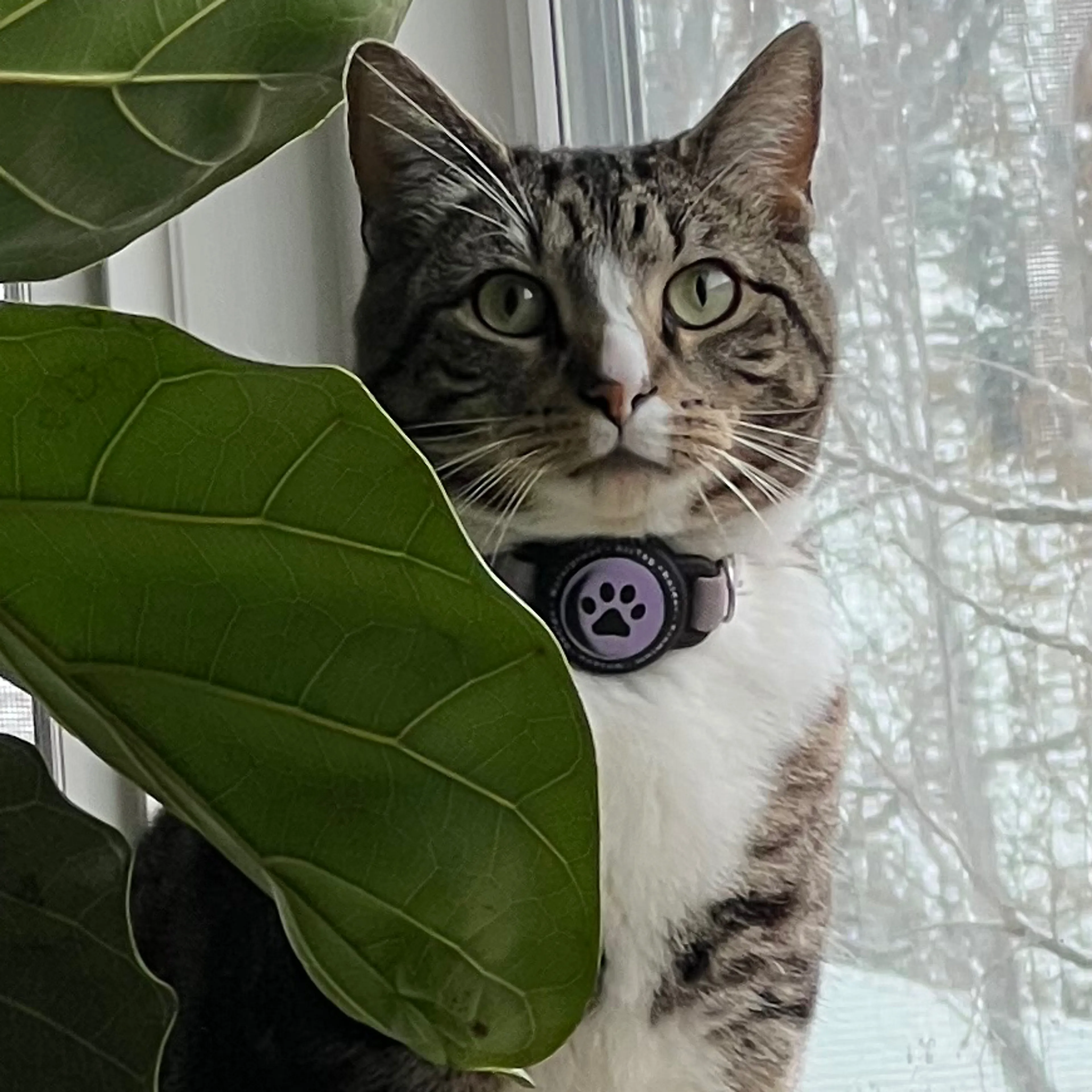 Lost pet-2
