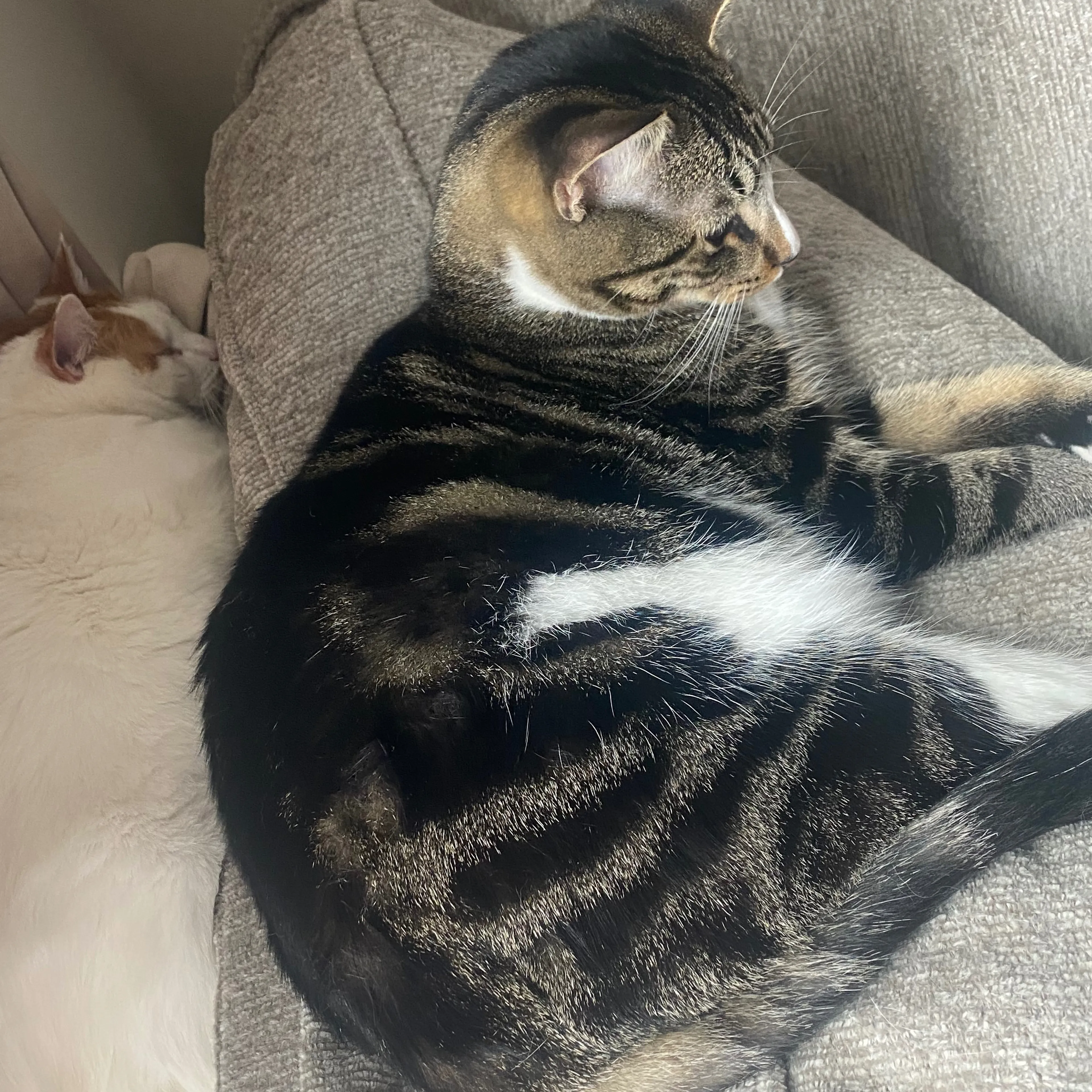 Lost pet-1