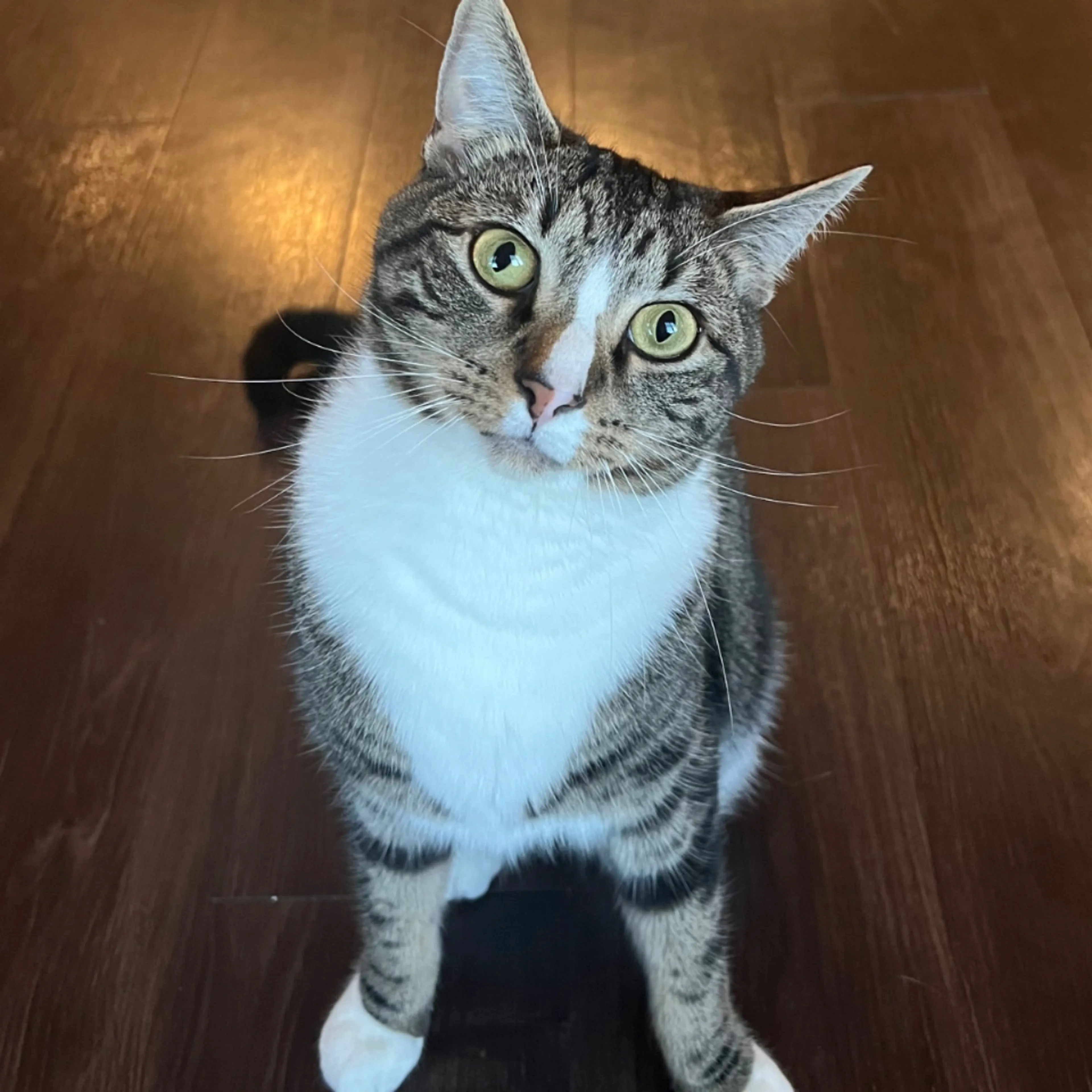 Lost pet-0