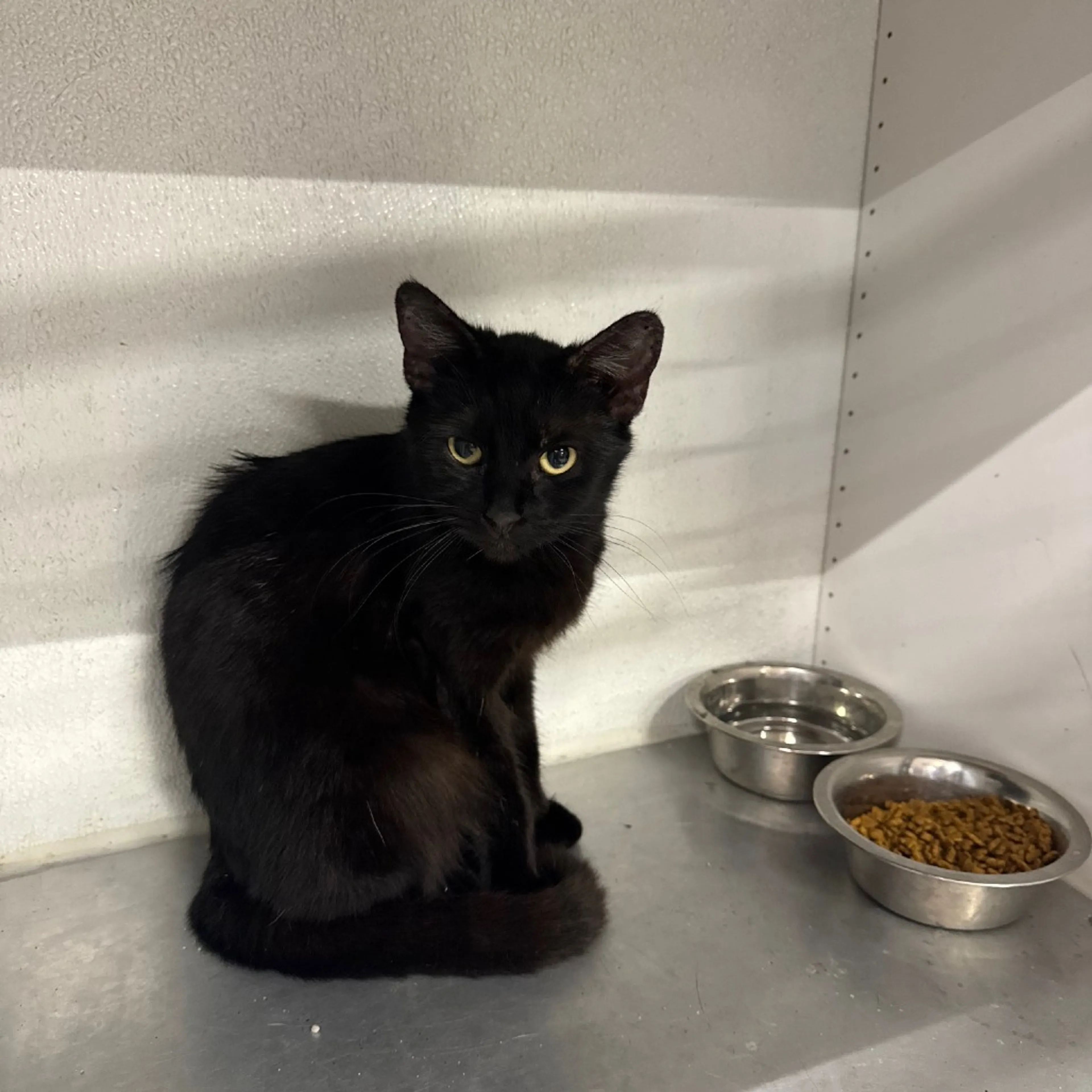 Found pet